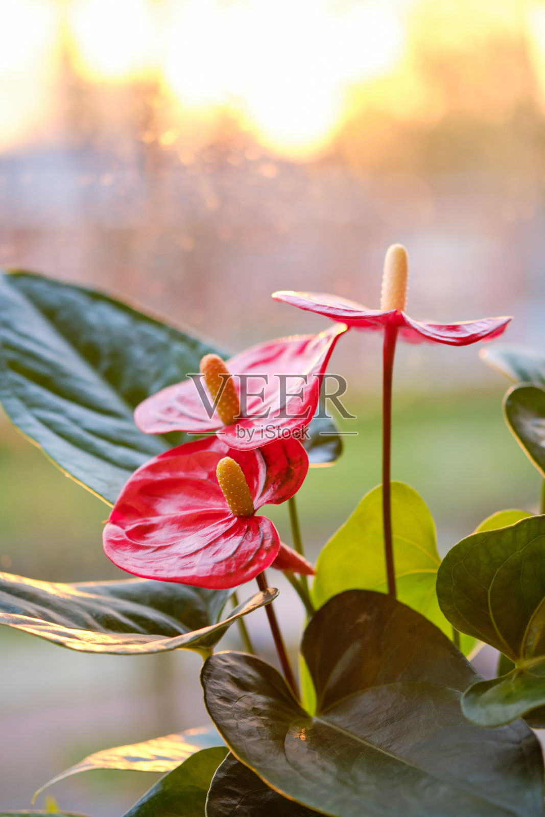 近距离的红掌照片摄影图片