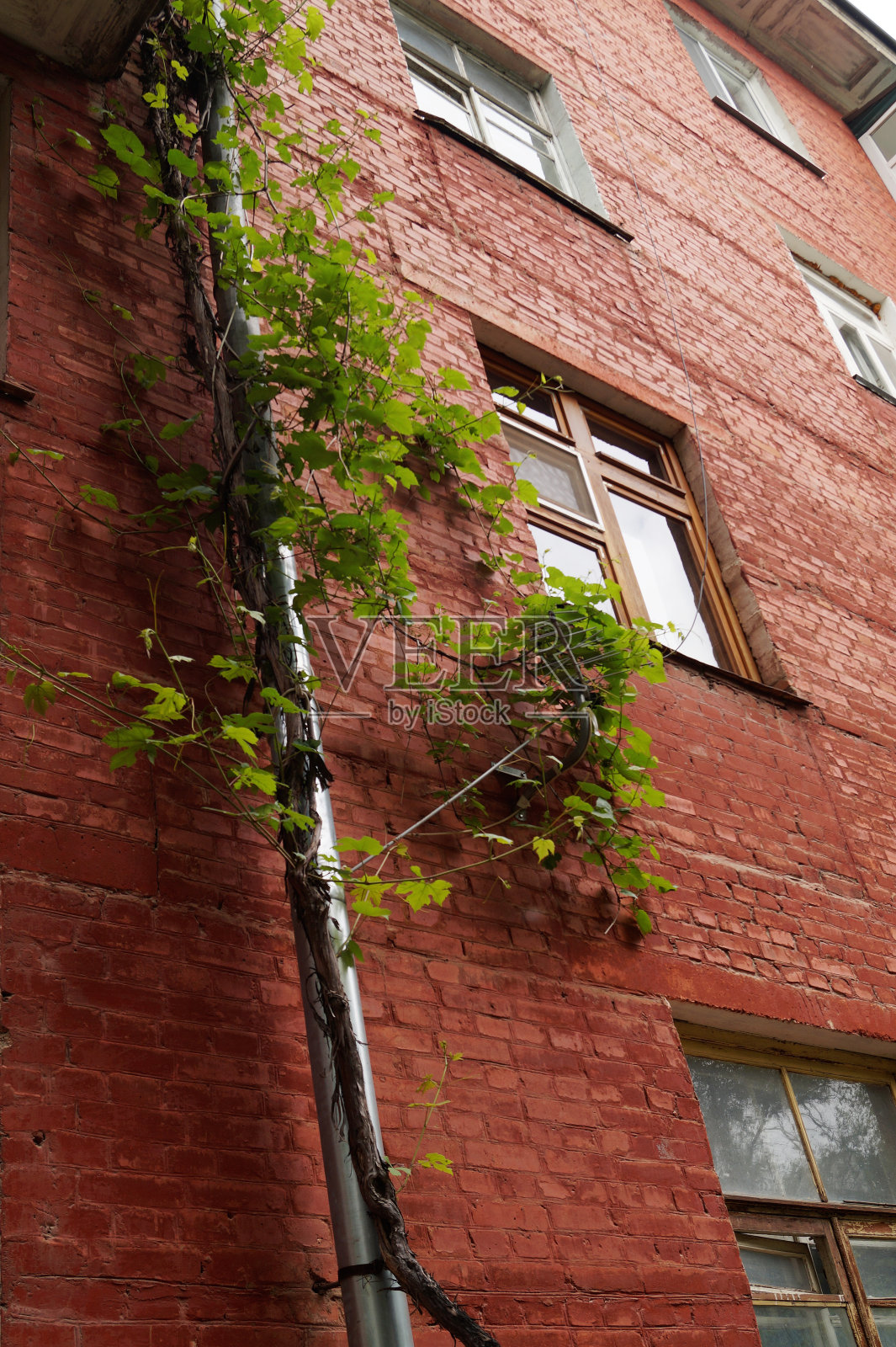 沿砖墙的攀缘植物。照片摄影图片