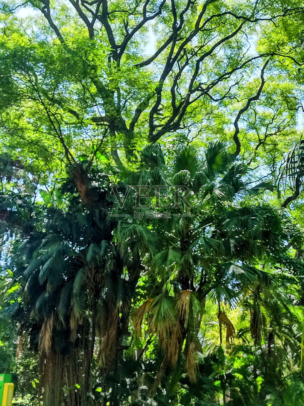 花园照片摄影图片