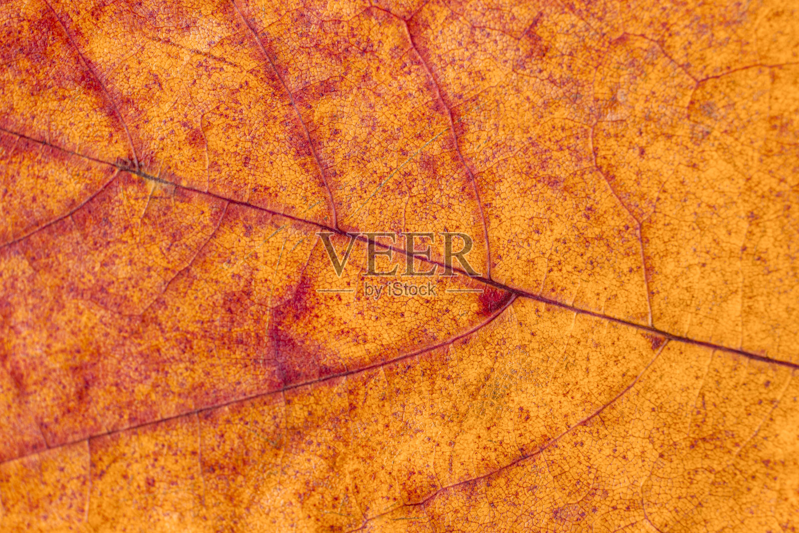 纹理明黄色的秋叶照片摄影图片