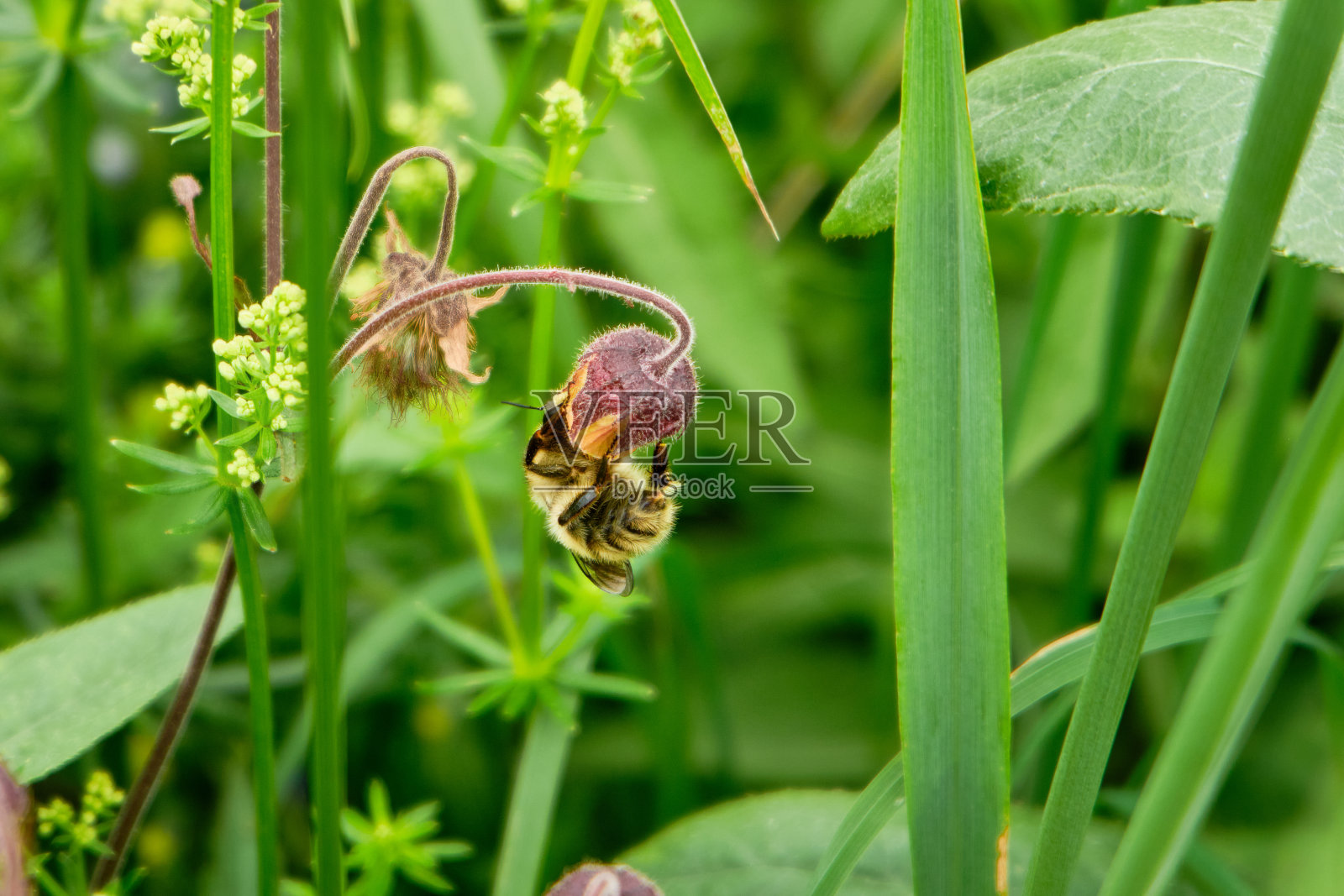 夏天，大黄蜂在草地上的粉色花朵上，白天，春天。特写镜头。花的背景。有选择性的重点照片摄影图片