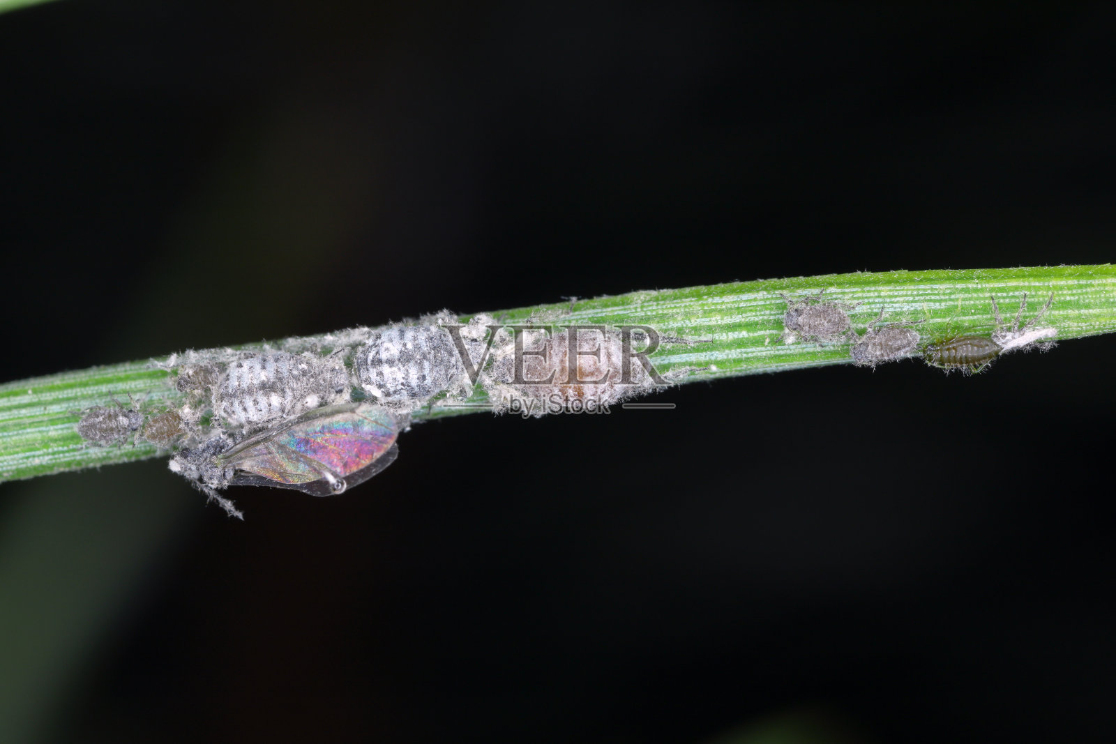 蜡质灰色松针蚜- Schizolachnus pineti是常见的和广泛的在欧洲和亚洲的部分地区，并引入北美。松针上的昆虫。照片摄影图片