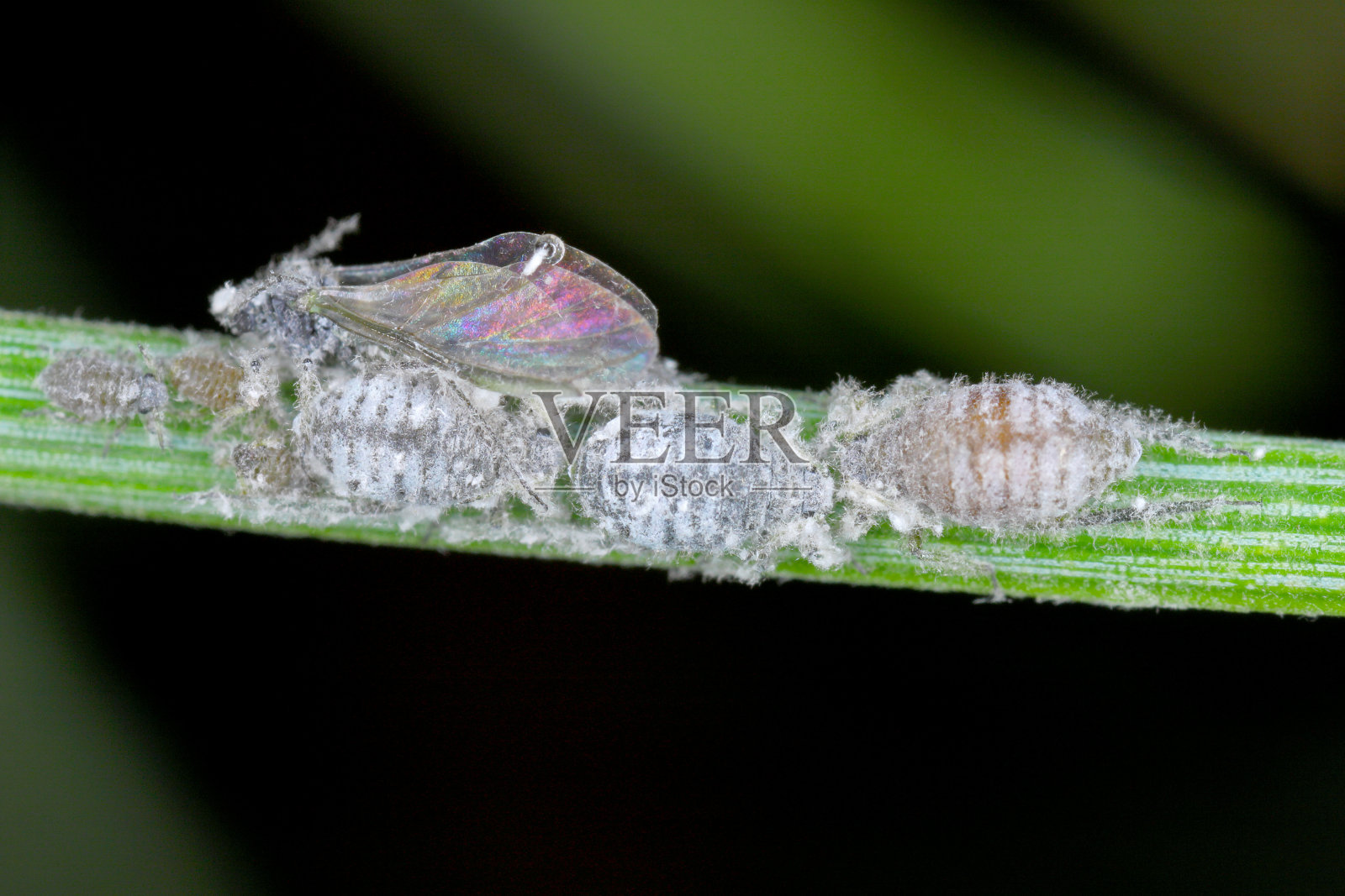 蜡质灰色松针蚜- Schizolachnus pineti是常见的和广泛的在欧洲和亚洲的部分地区，并引入北美。松针上的昆虫。照片摄影图片