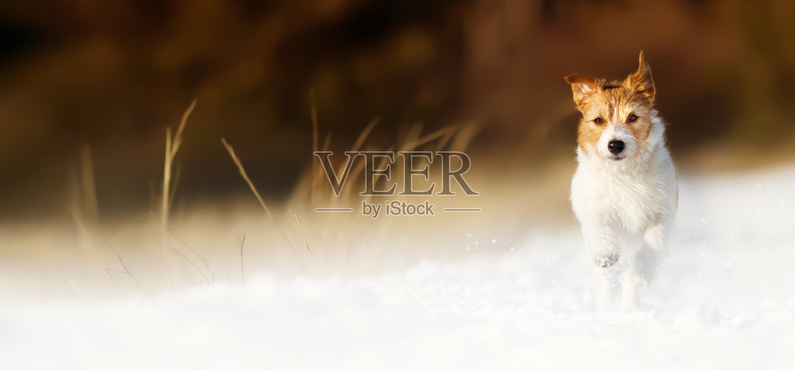 快乐有趣的宠物狗奔跑，走在雪地里照片摄影图片