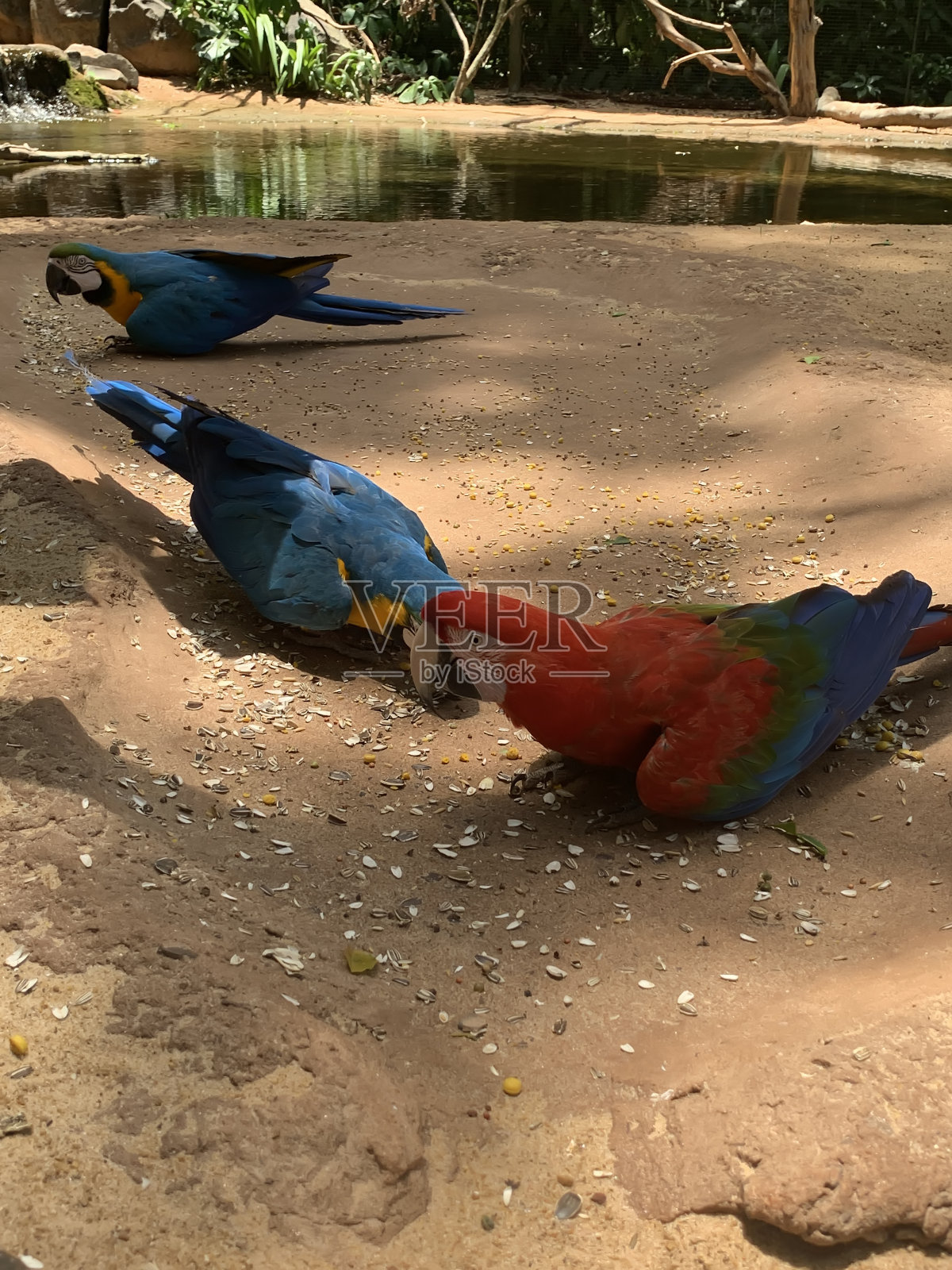 以种子为食的金刚鹦鹉巴西,南美。照片摄影图片