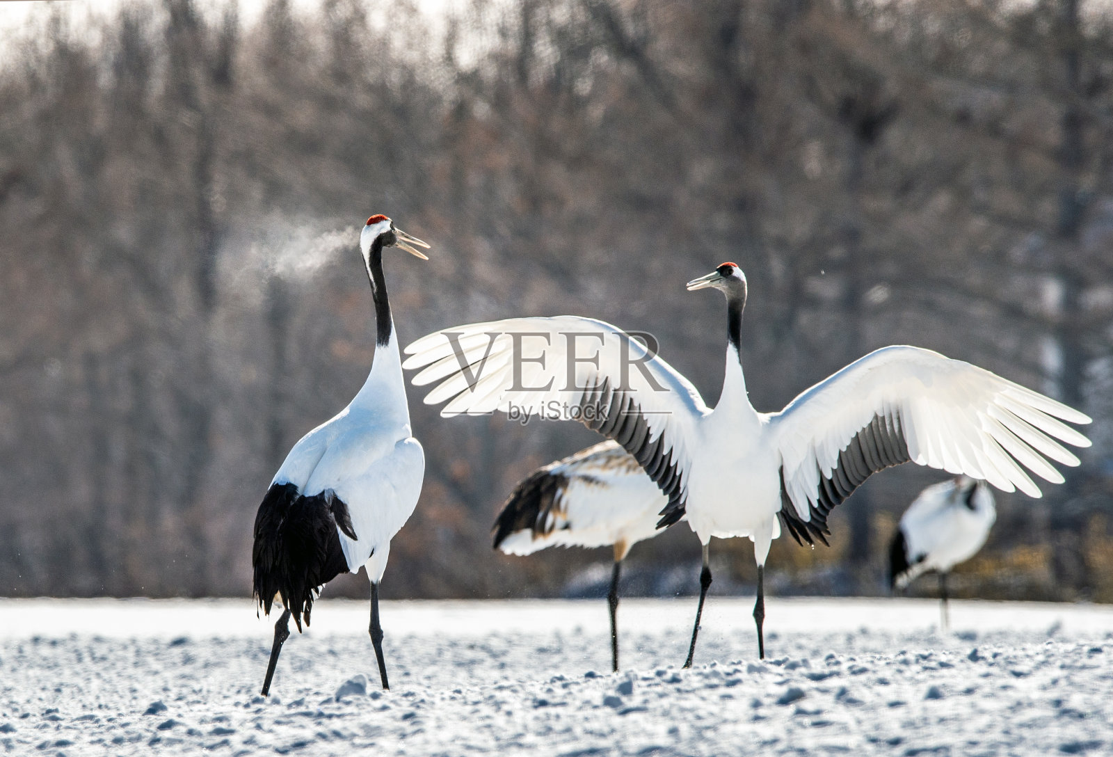 舞鹤。鹤的结婚仪式舞蹈。丹顶鹤。学名:Grus japonensis，又称日本鹤或满洲鹤，是一种大型的东亚鹤。照片摄影图片