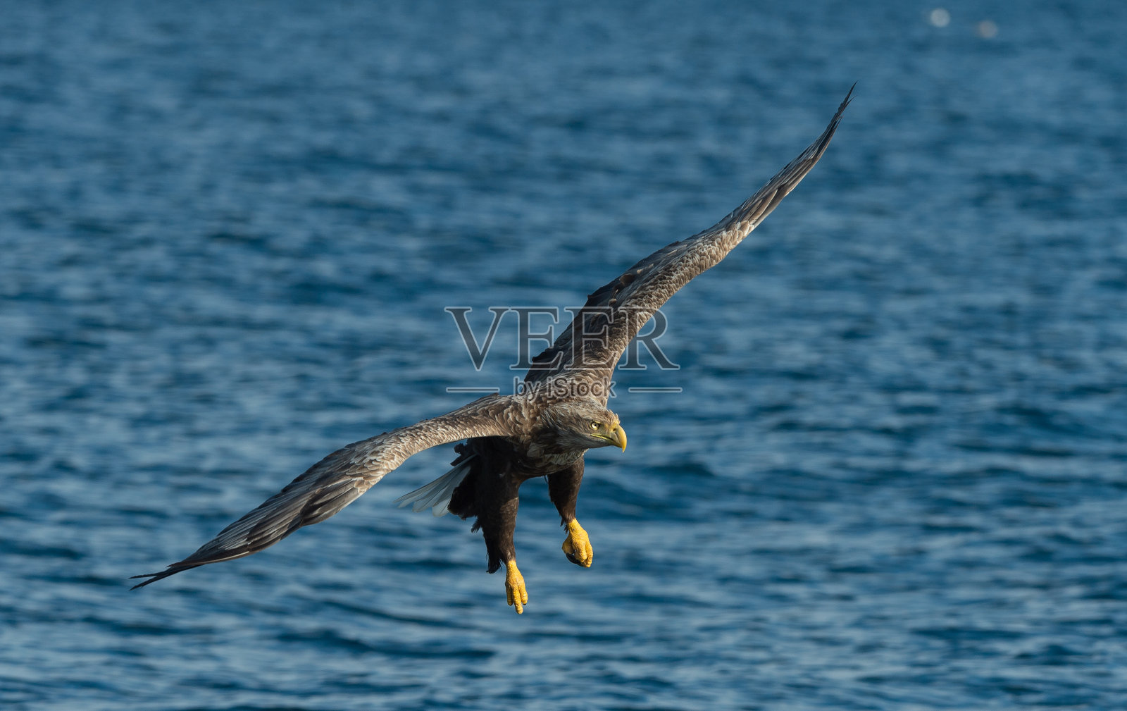 成年白尾鹰垂钓。蓝色海洋背景。学名:白尾海雕，又称ern, erne, gray eagle，欧亚海雕，白尾海雕。自然栖息地照片摄影图片