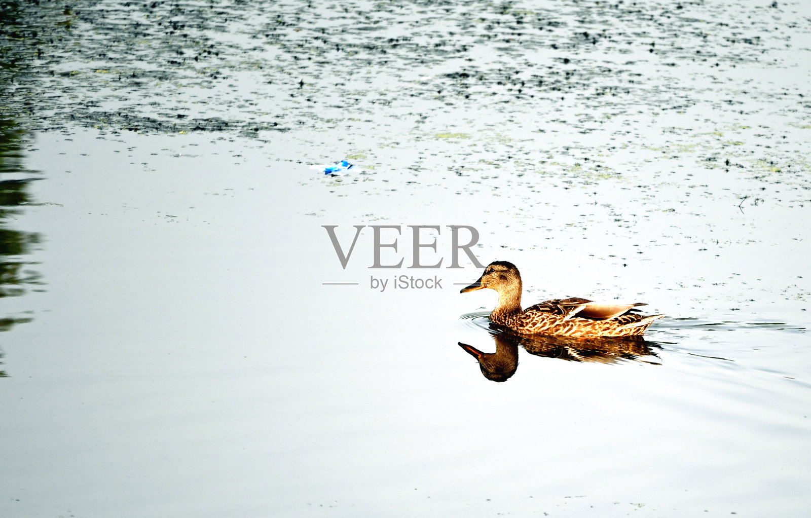 游泳的鸭子照片摄影图片