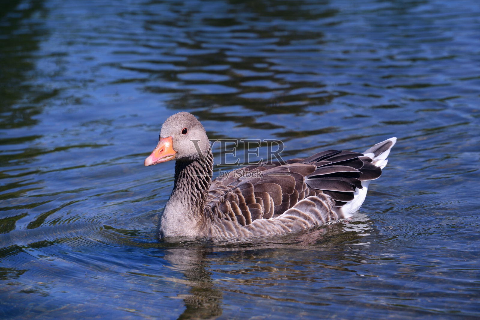 大自然中，一只小大雁在蓝色的水面上游泳照片摄影图片