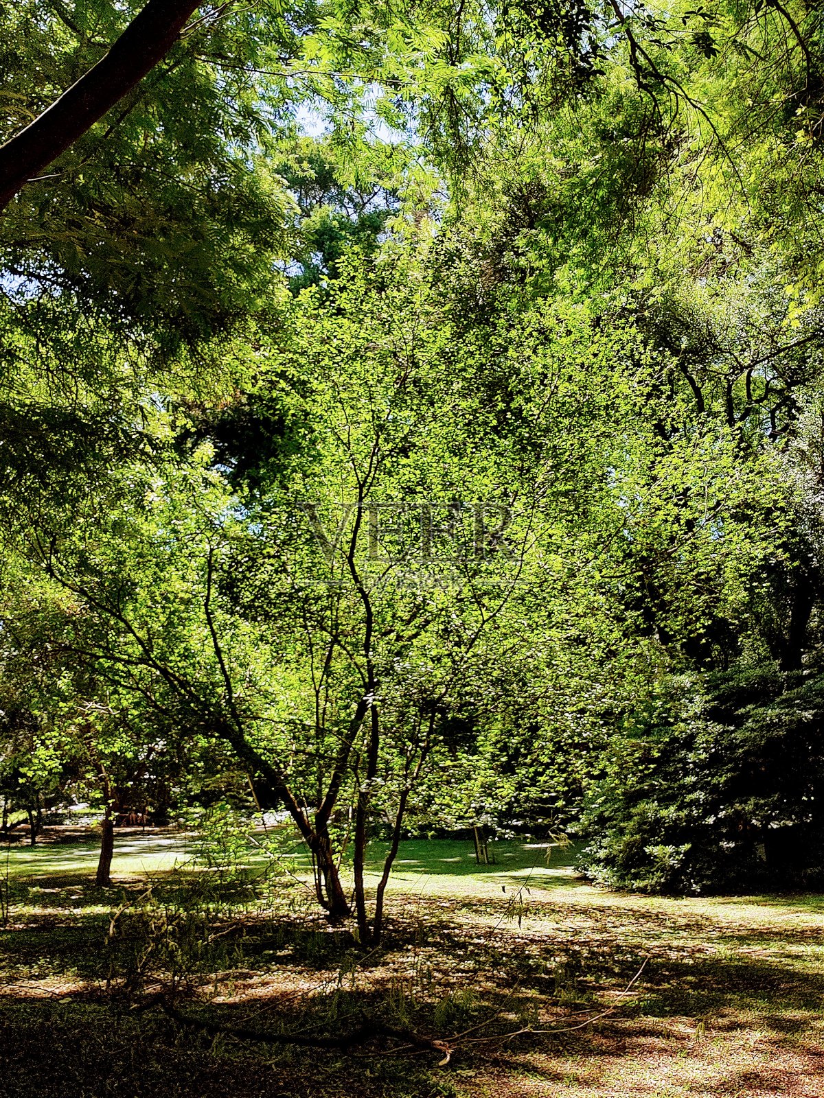 公园照片摄影图片