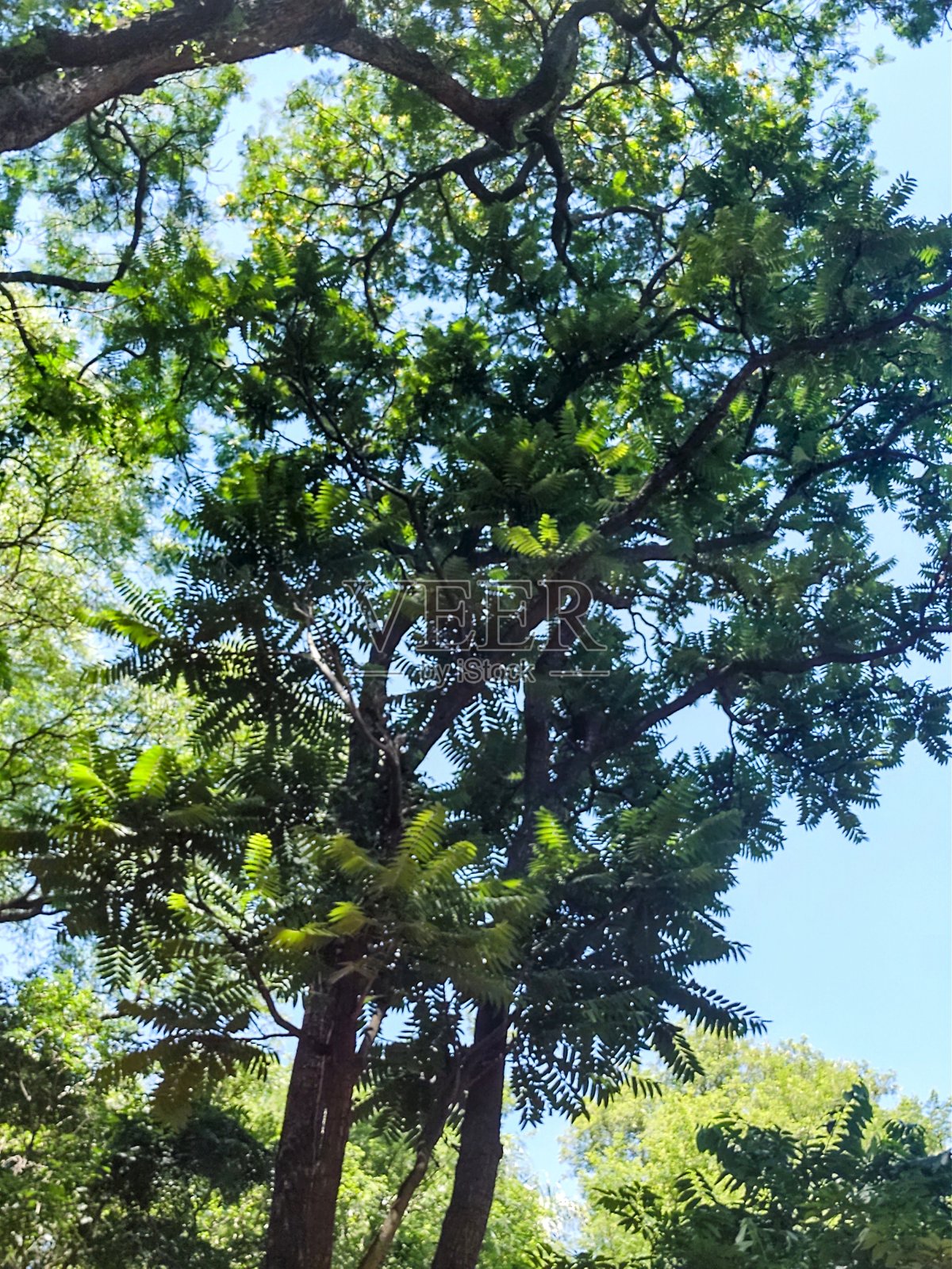 公园照片摄影图片