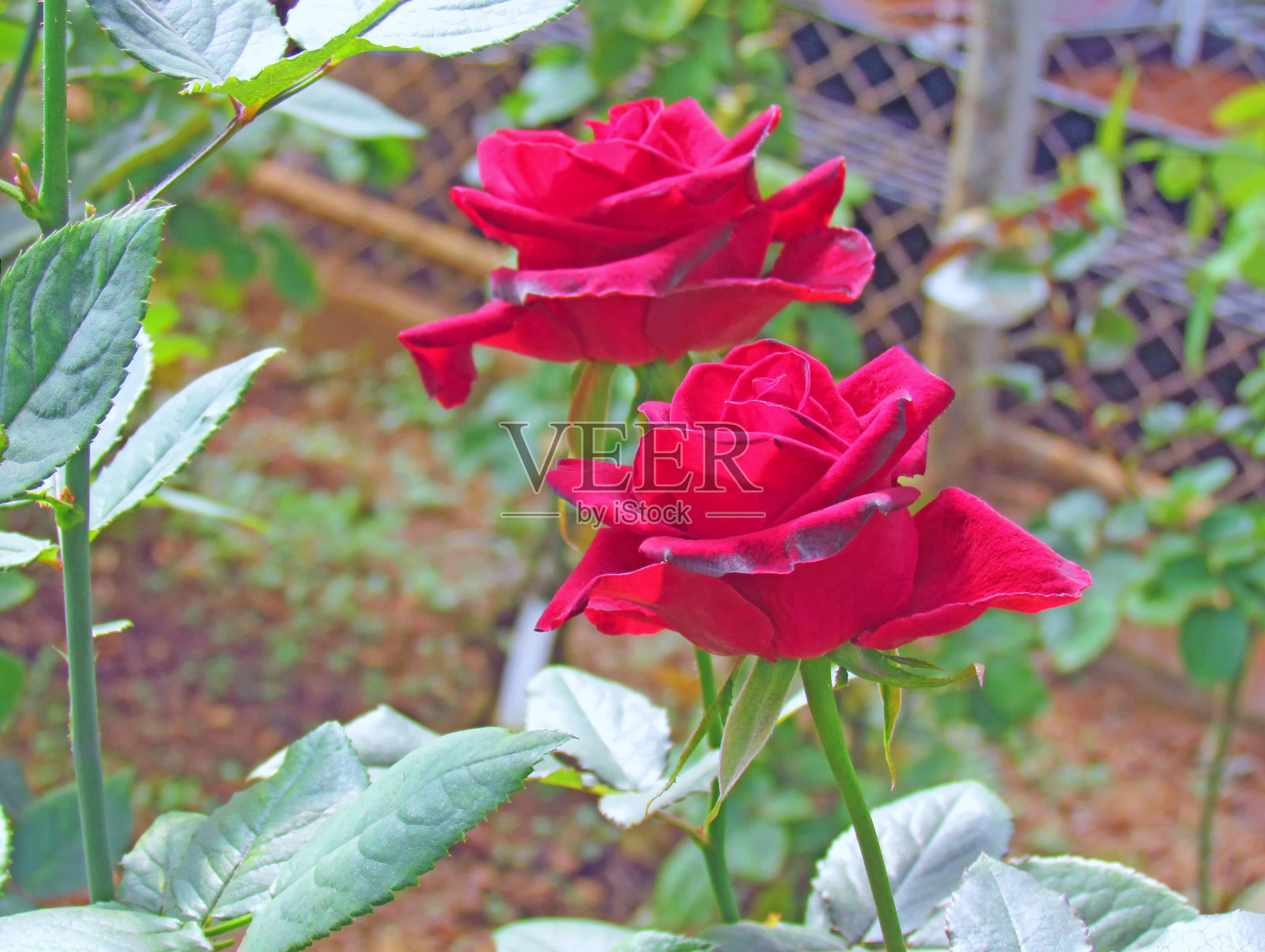 美丽的红玫瑰在春天，玫瑰花盛开在花园里。照片摄影图片