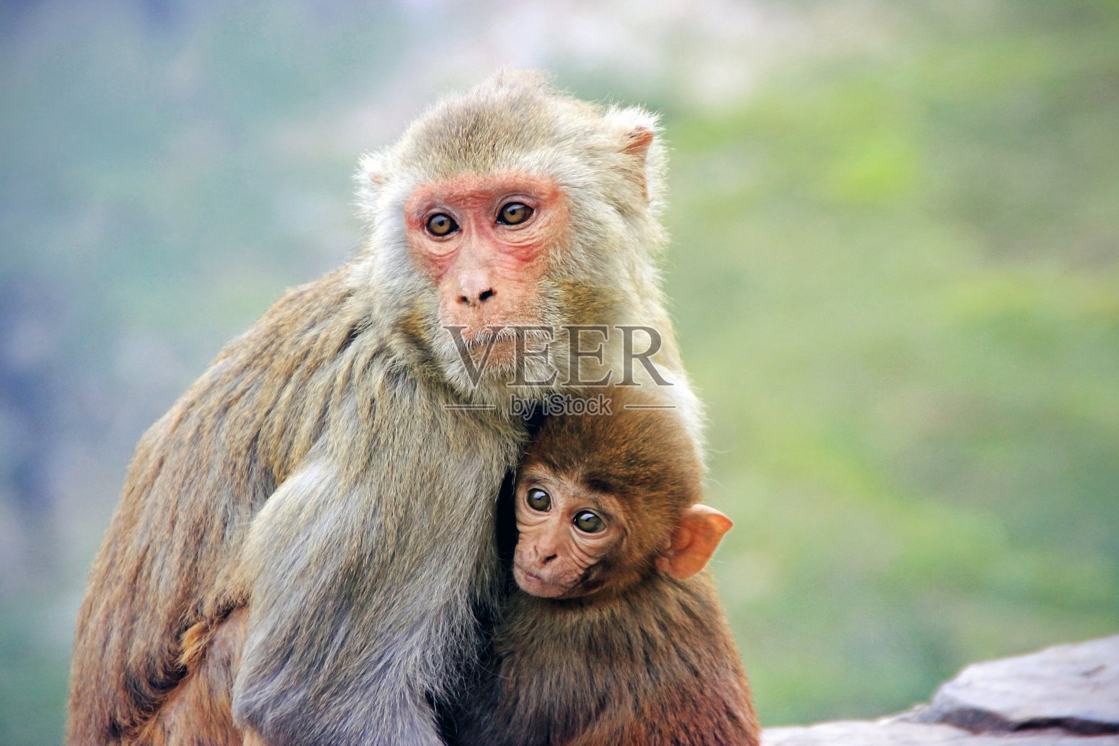 猴妈妈拥抱小猴宝宝照片摄影图片