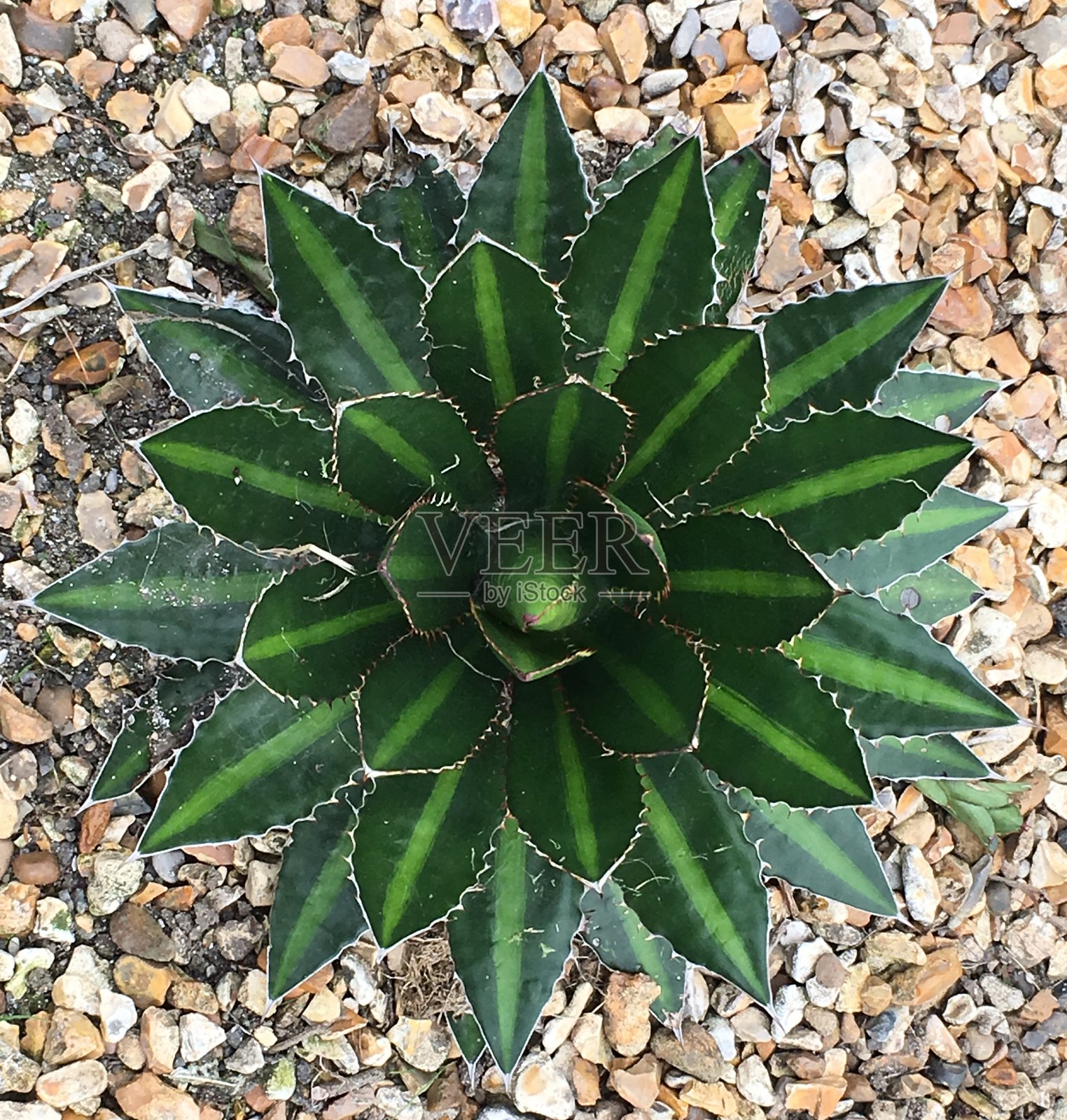 有图案的叶子照片摄影图片