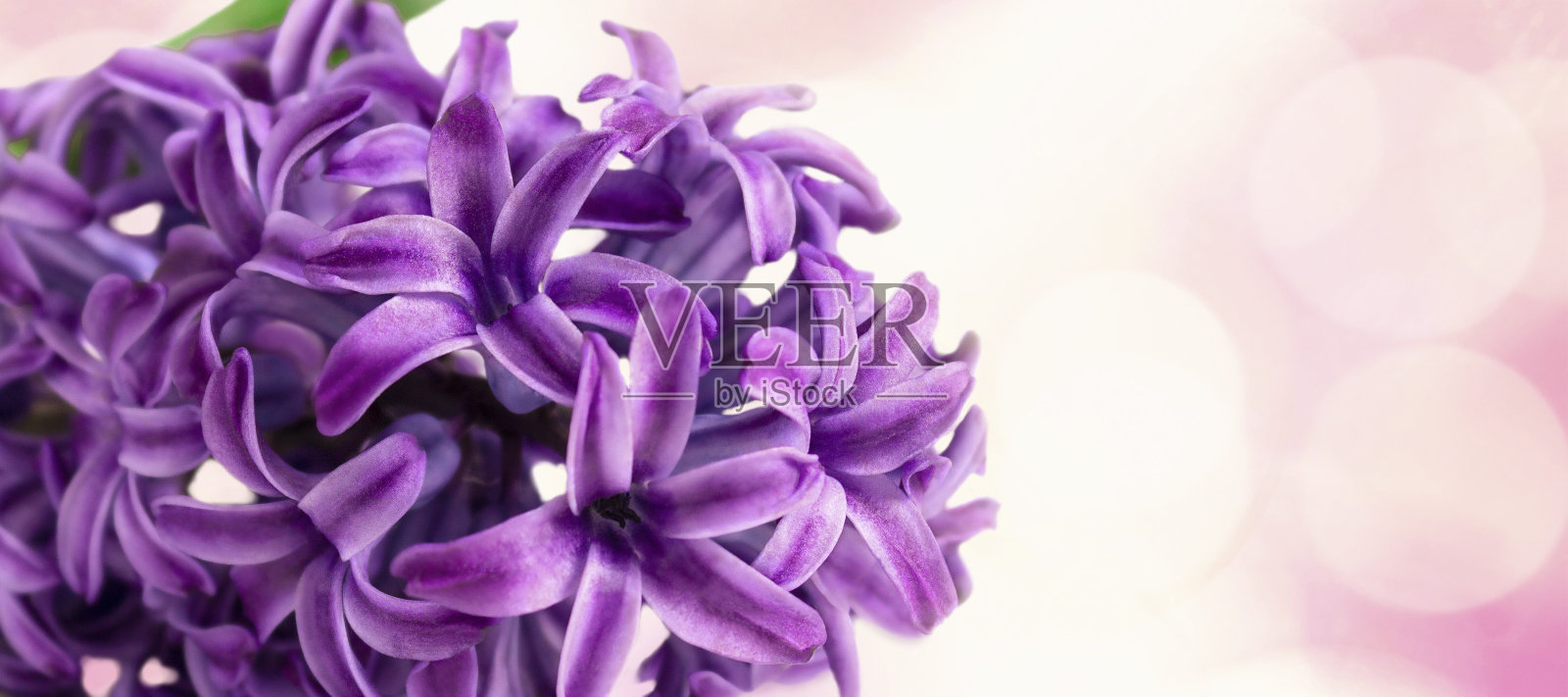 紫色或紫色风信子花在抽象的背景上。有选择性的重点照片摄影图片