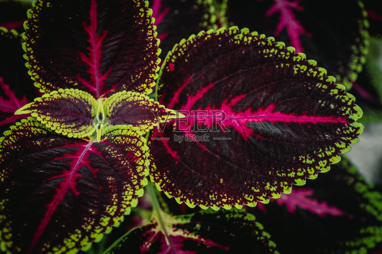 异国情调的叶子照片摄影图片