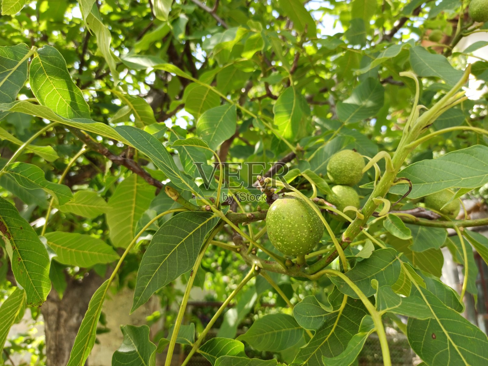 核桃树的树枝有大的，绿色的叶子和成熟的，绿色的核桃仁。照片摄影图片