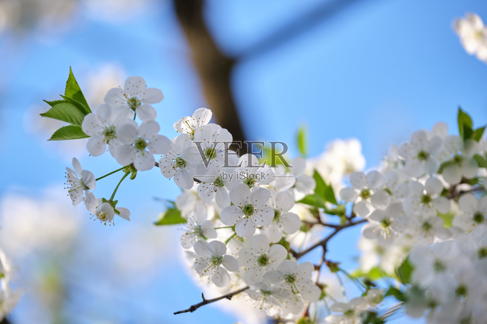 初春樱花盛开的小枝照片摄影图片