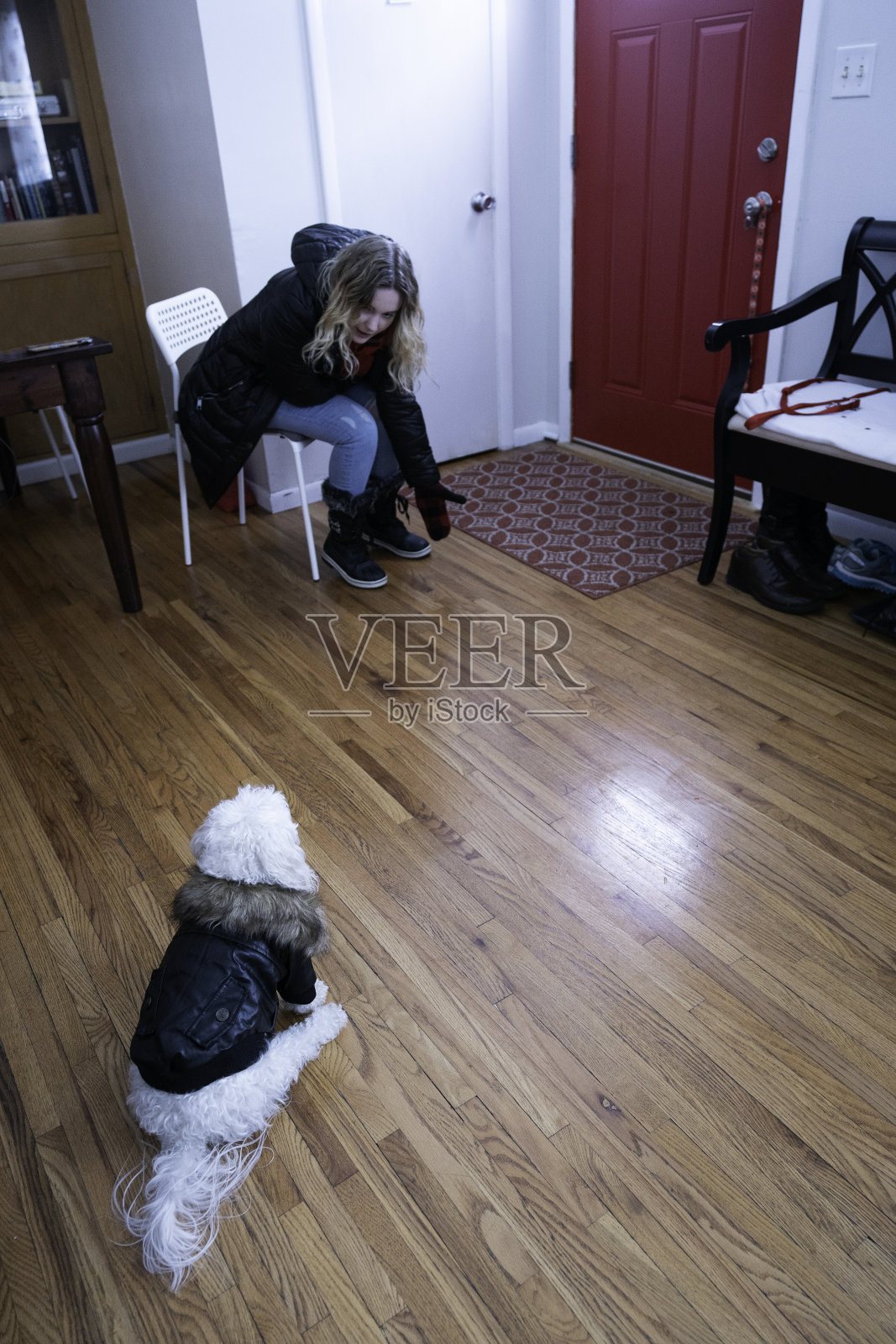 穿了冬衣的狗不肯出去照片摄影图片