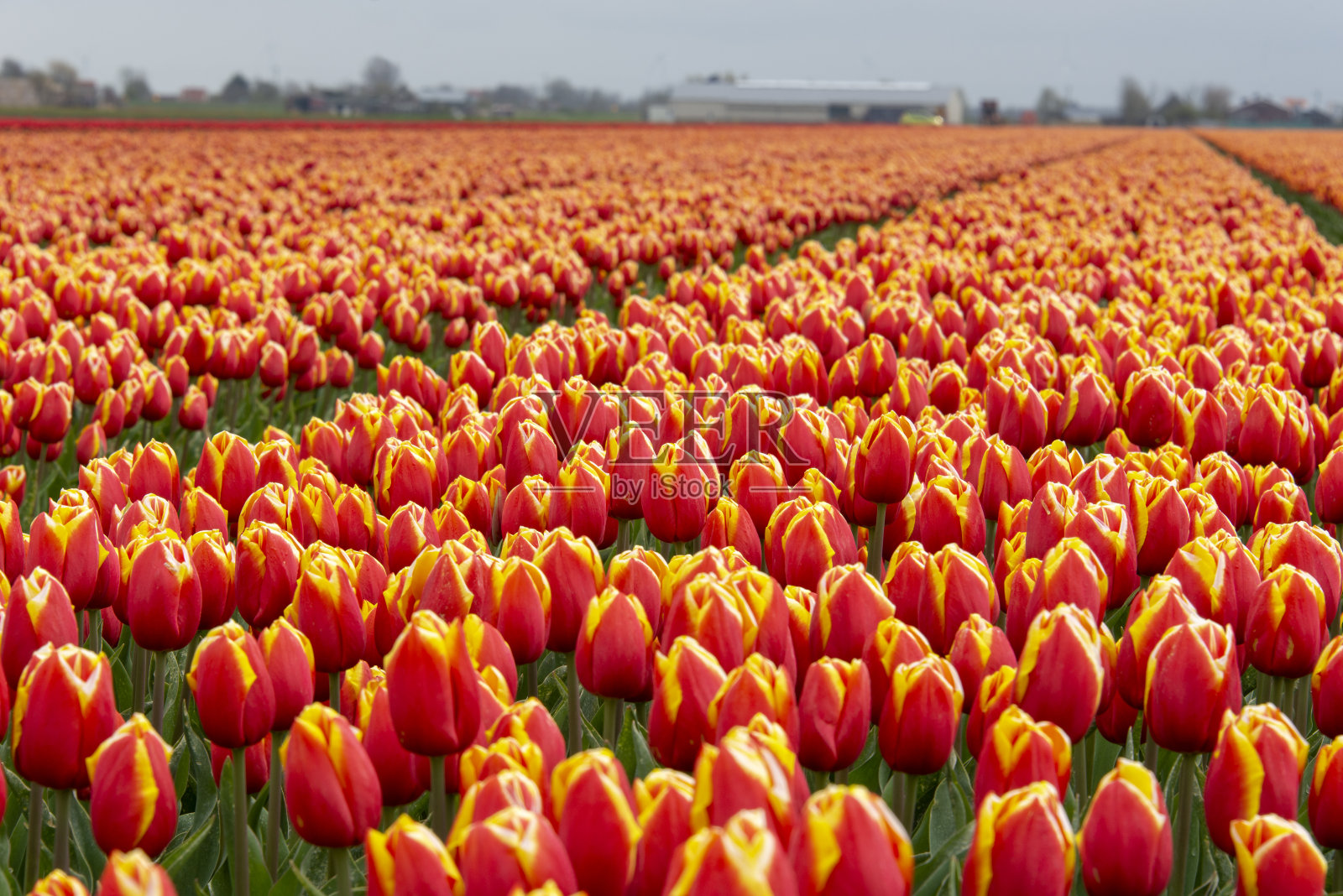 领域的郁金香照片摄影图片
