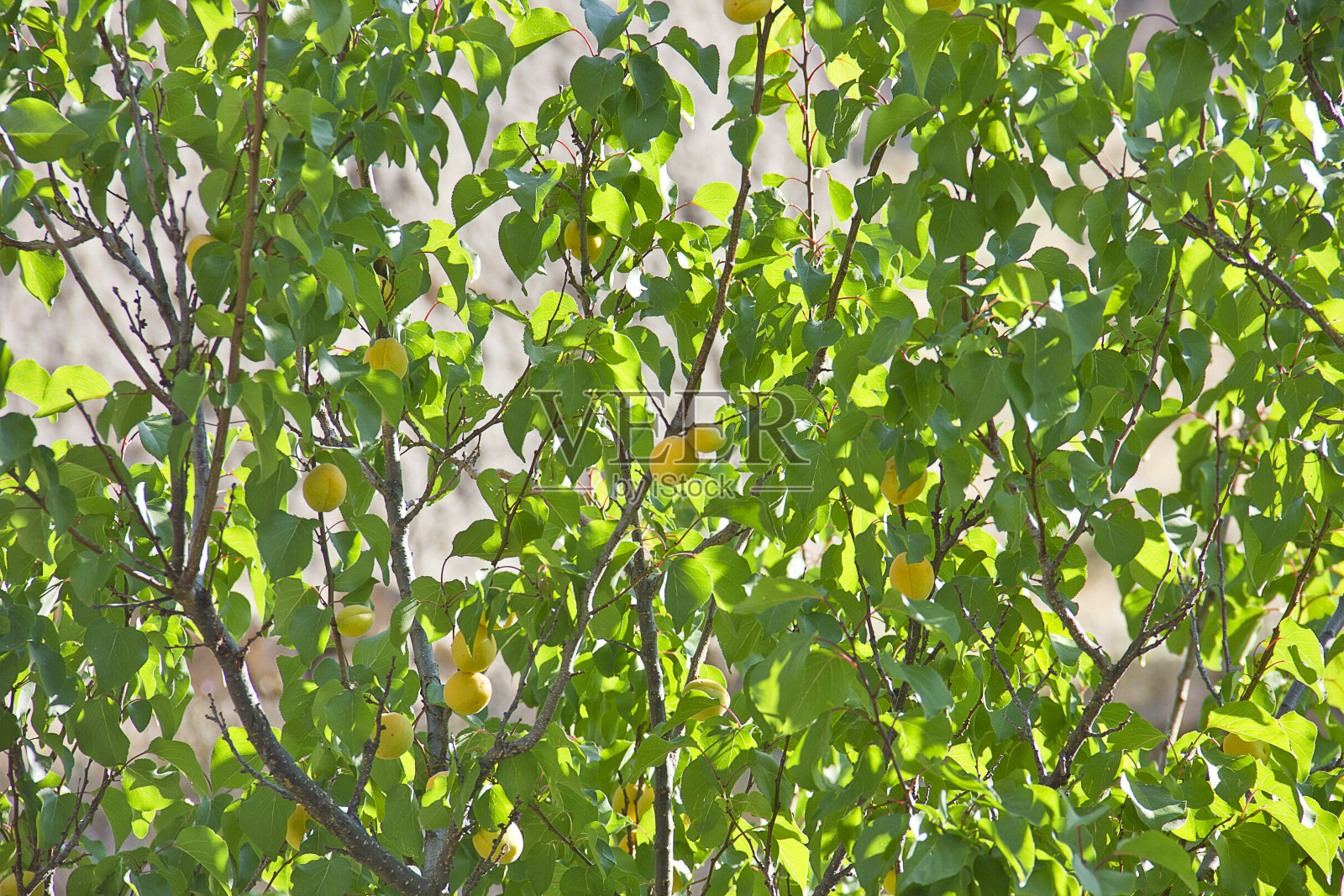 花园里的杏子照片摄影图片