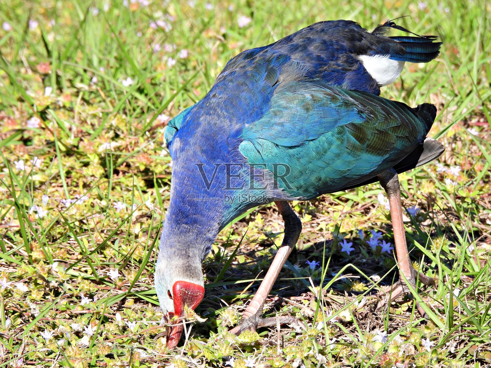 灰头沼泽虫-在佛罗里达湿地觅食照片摄影图片