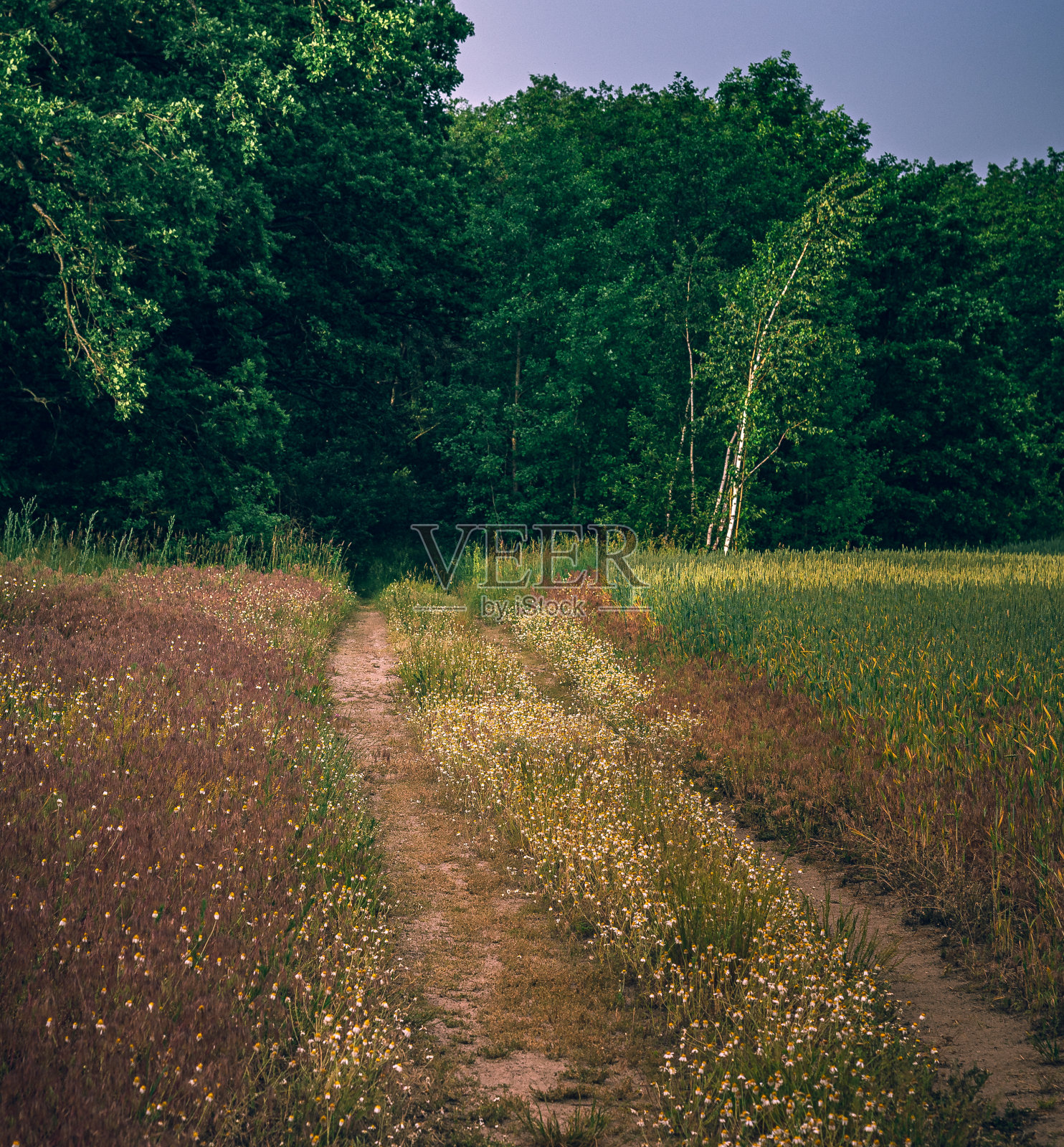 夏天的风景照片摄影图片