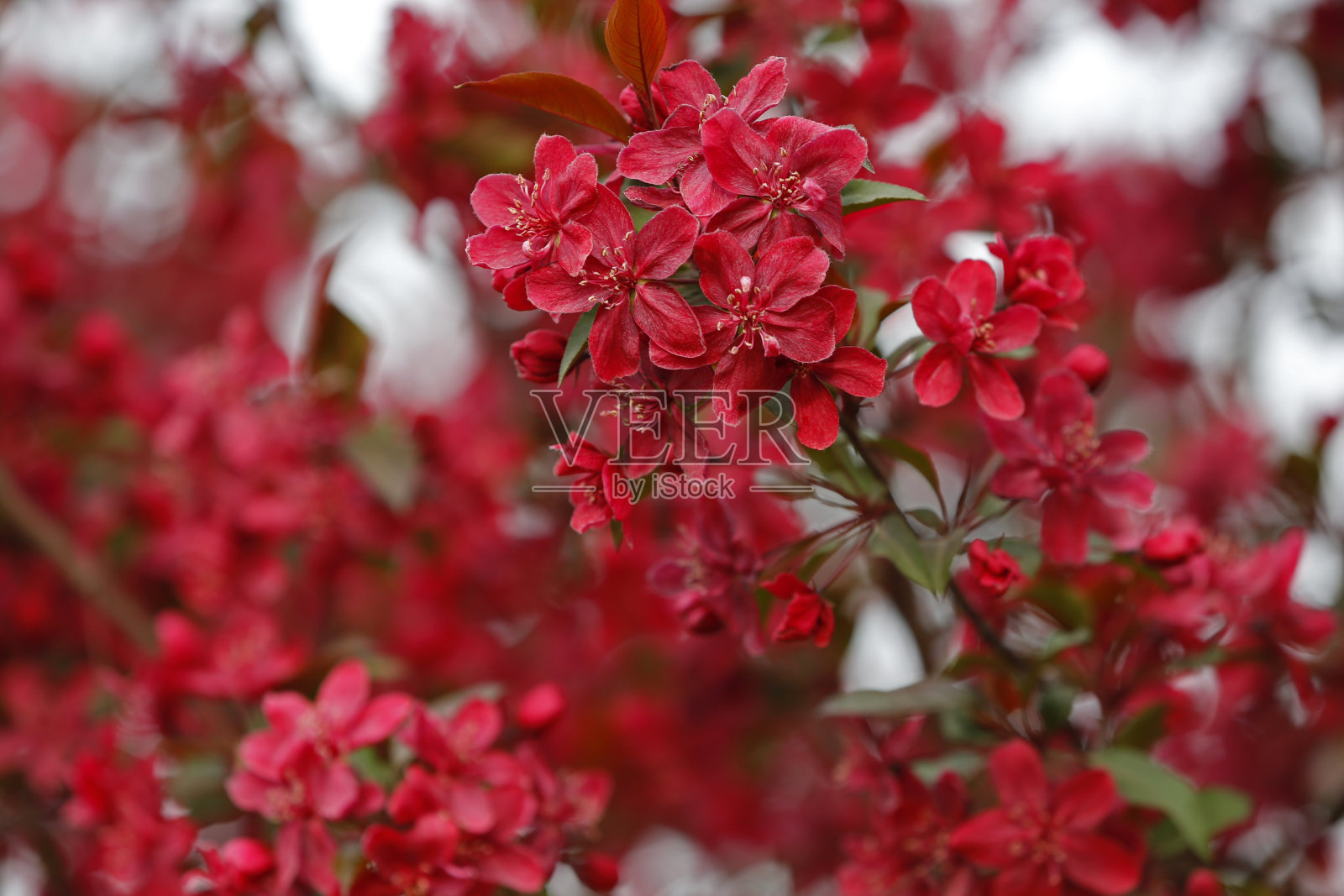 中国开花，海棠花盛开照片摄影图片