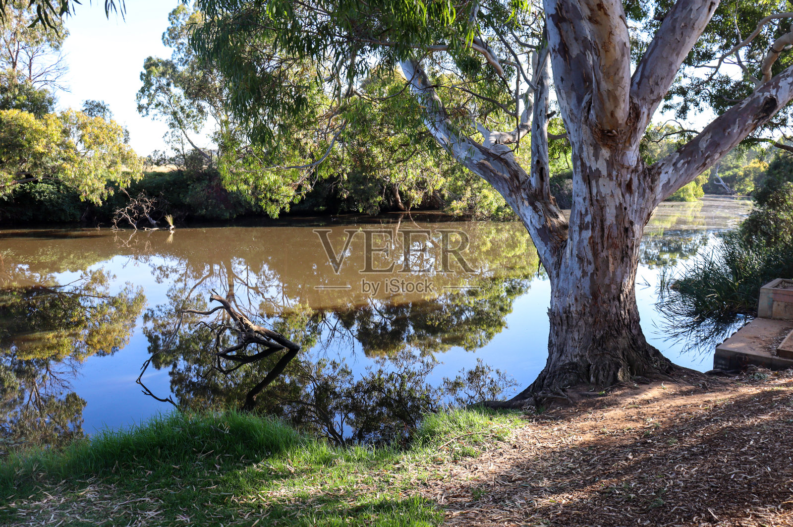 韦里比河上的桉树照片摄影图片