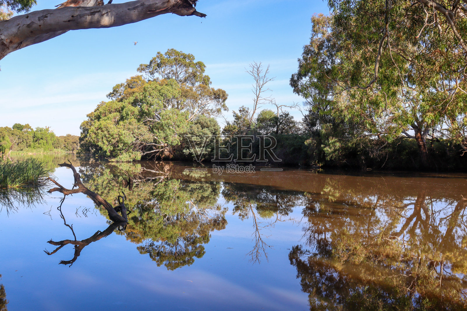 树在河照片摄影图片