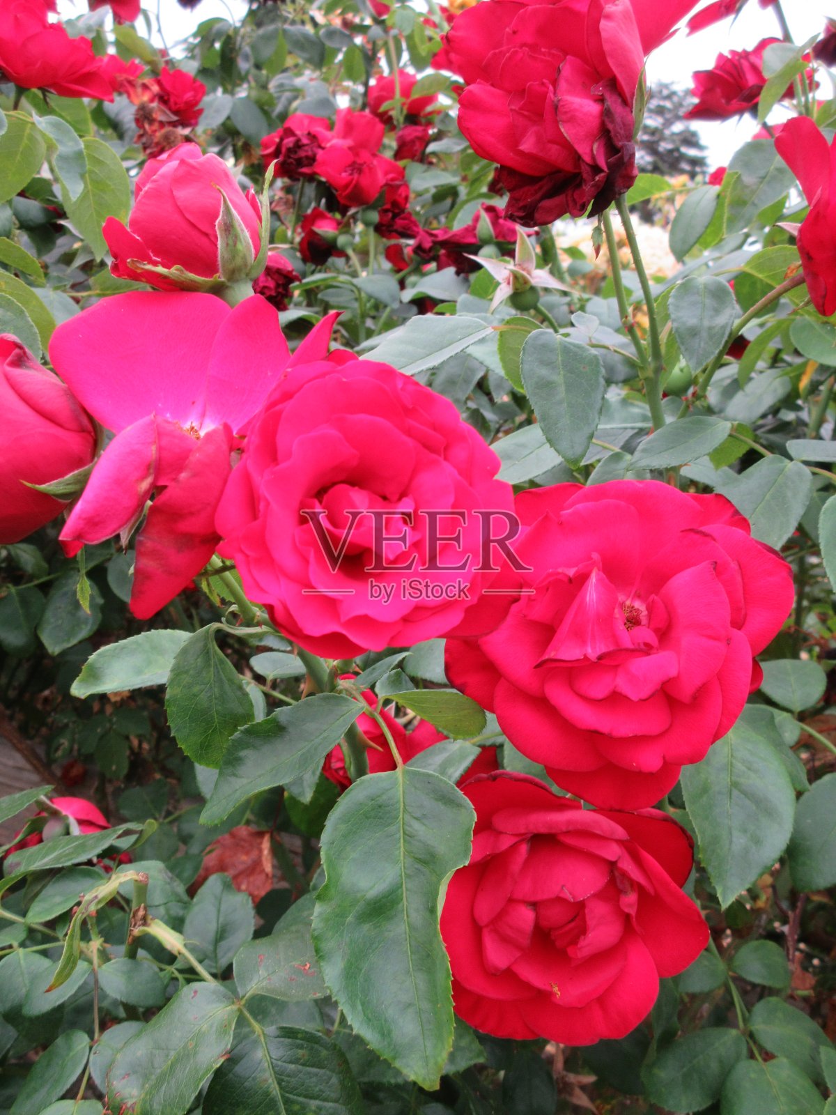 2021年8月，伊丽莎白女王公园花园里的鲜艳红玫瑰照片摄影图片