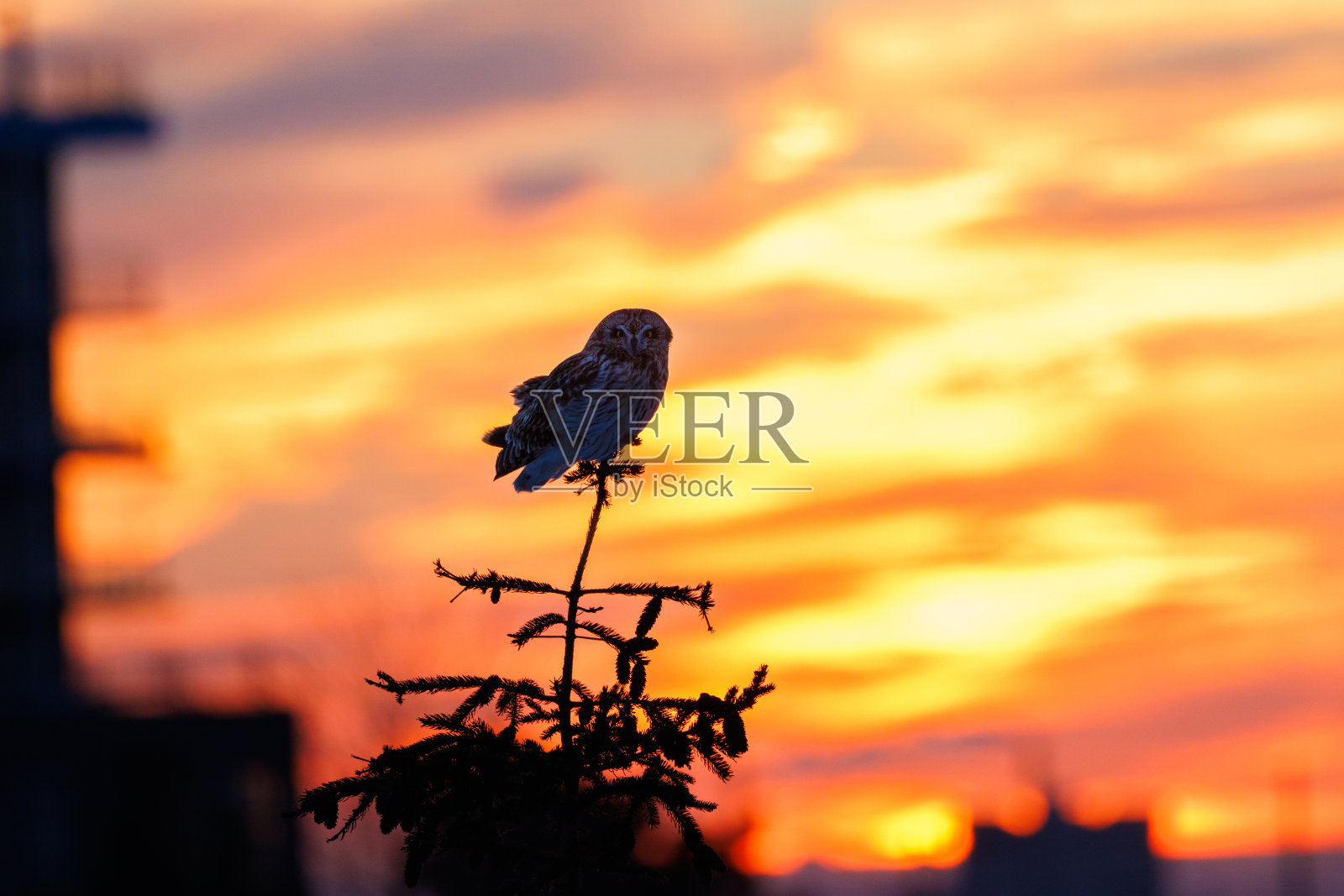 夕阳下短耳猫头鹰的剪影照片摄影图片