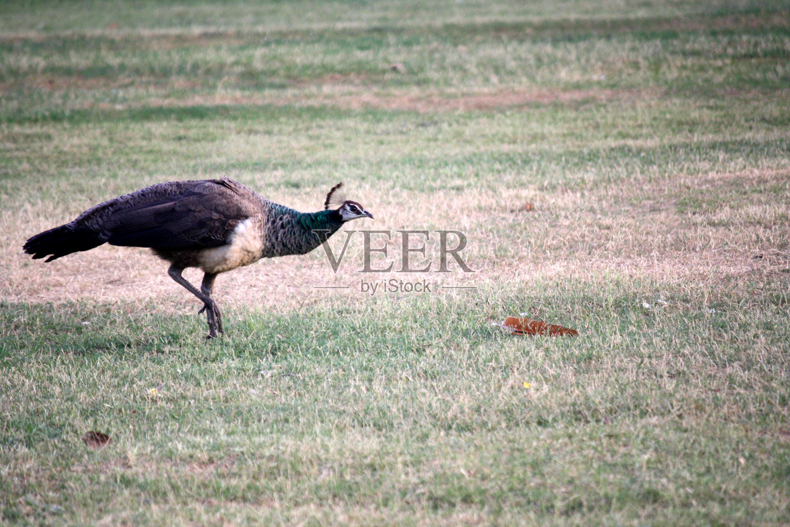 在花园里觅食的印度雌孔雀或雌孔雀照片摄影图片
