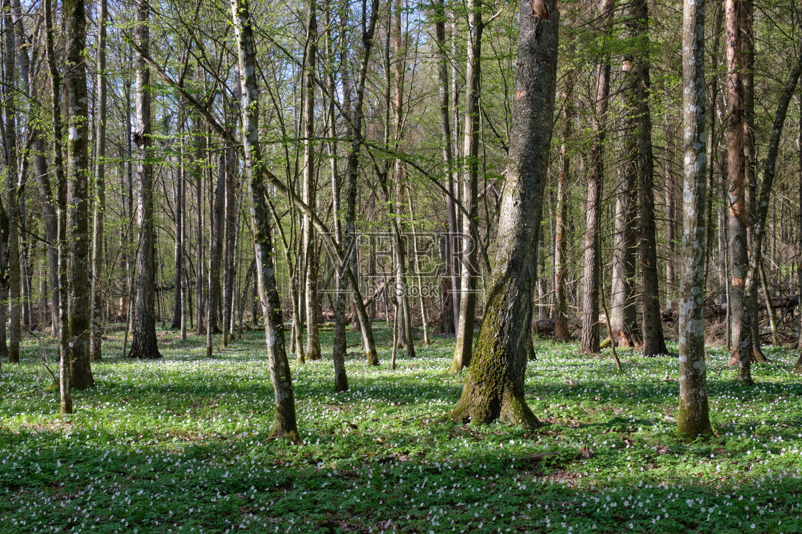 角梁树春季落叶林照片摄影图片