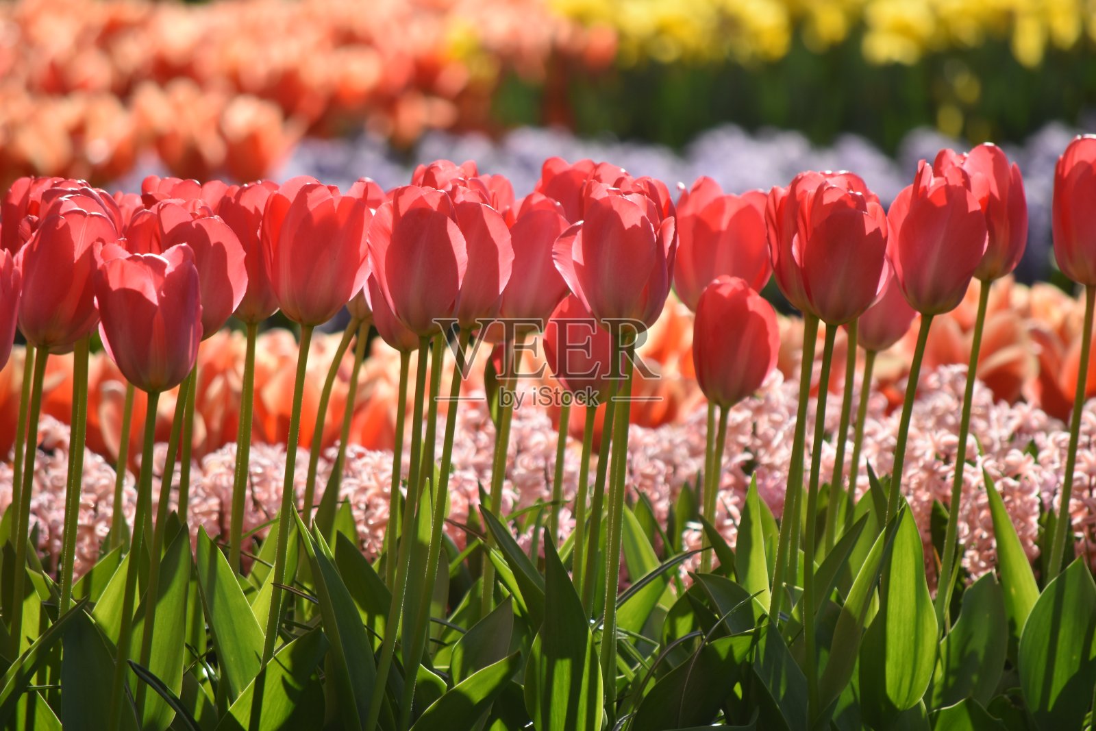 郁金香（荷兰库肯霍夫）照片摄影图片