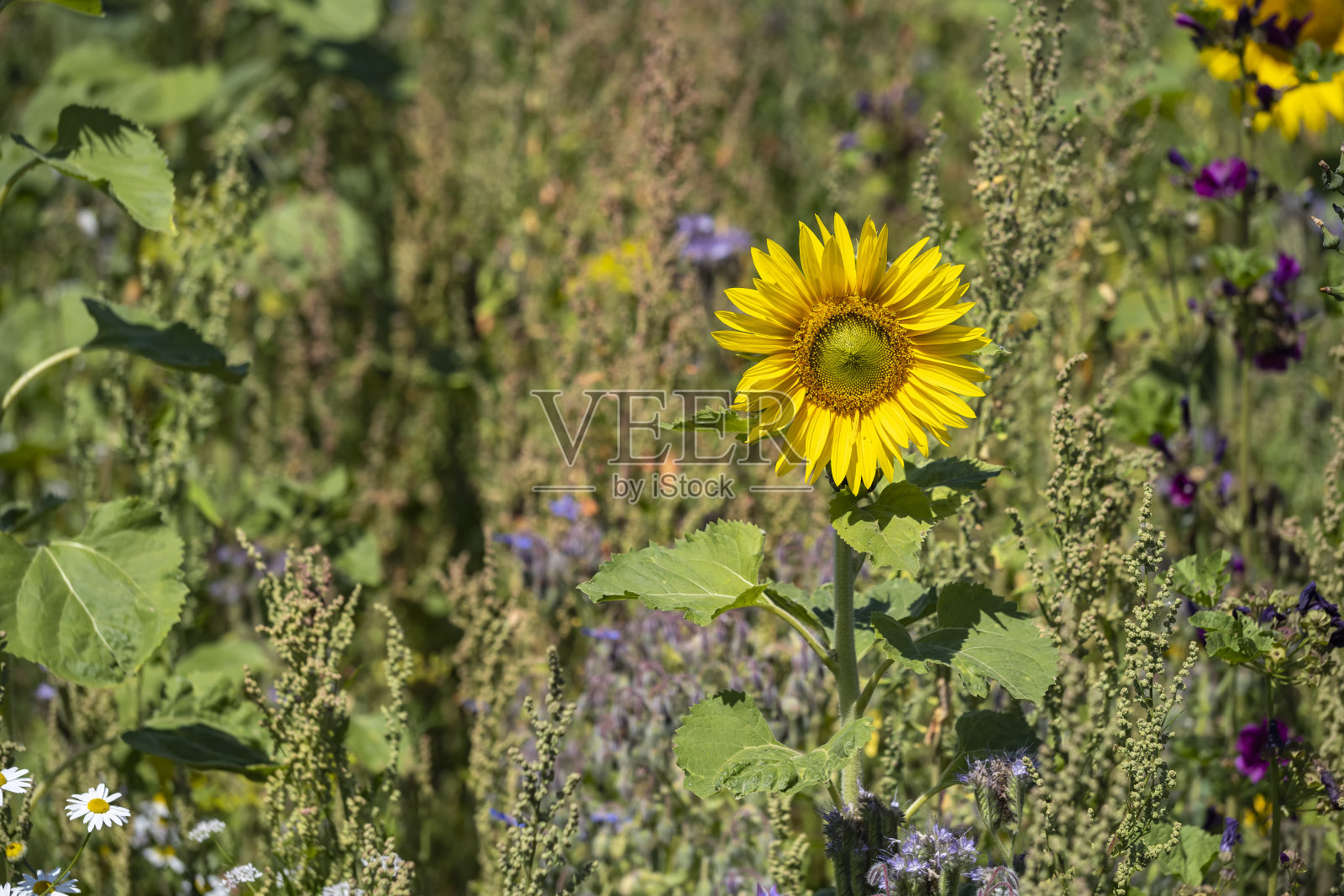 田里的一株向日葵照片摄影图片