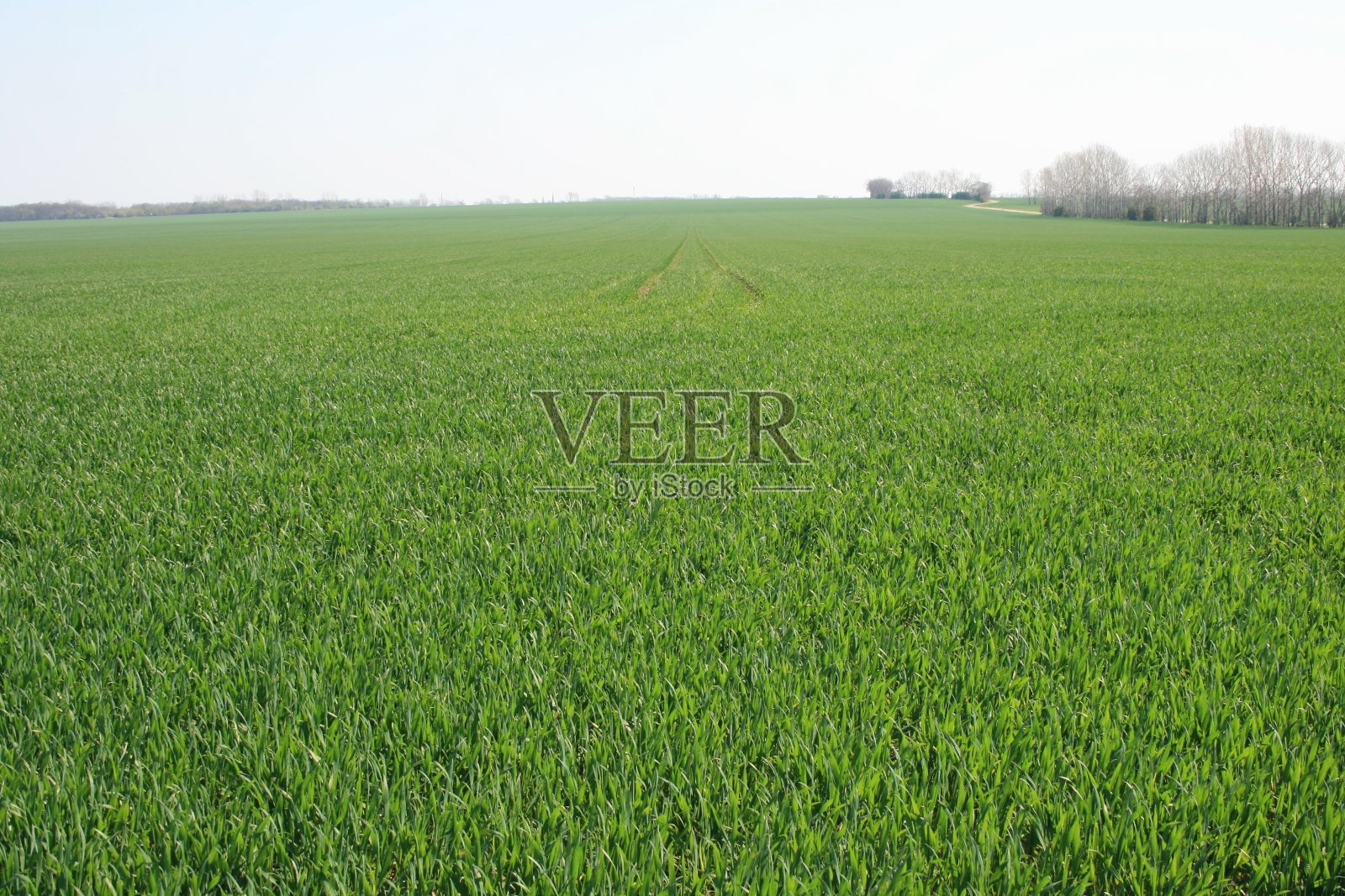 美丽的绿色的田野照片摄影图片