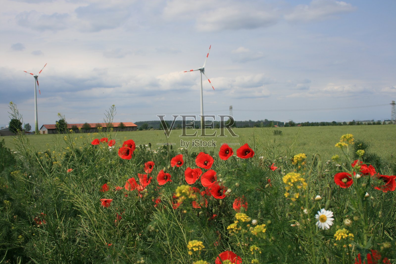 美丽的绿色的田野照片摄影图片