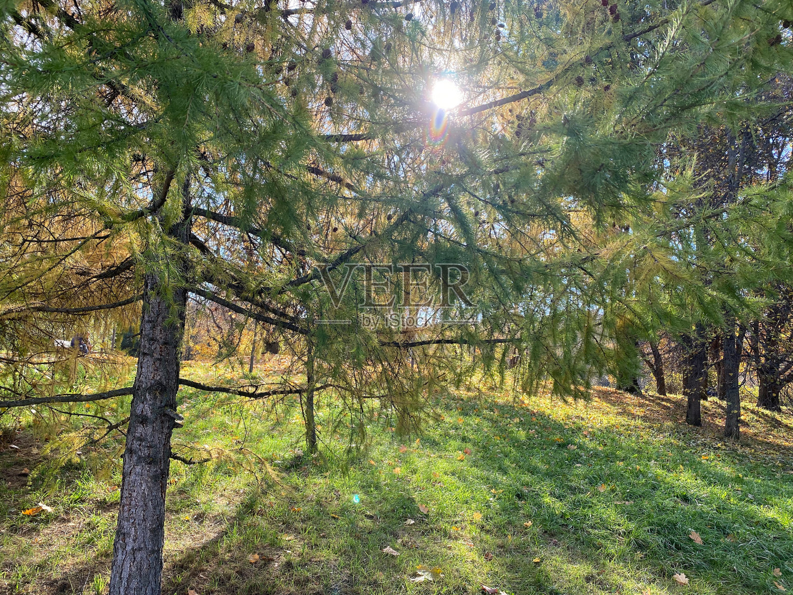 公园于秋日在干燥晴朗的秋日照片摄影图片