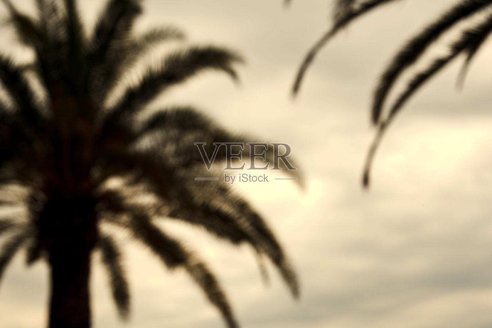 在海边夕阳的映照下，模糊的棕榈树照片摄影图片