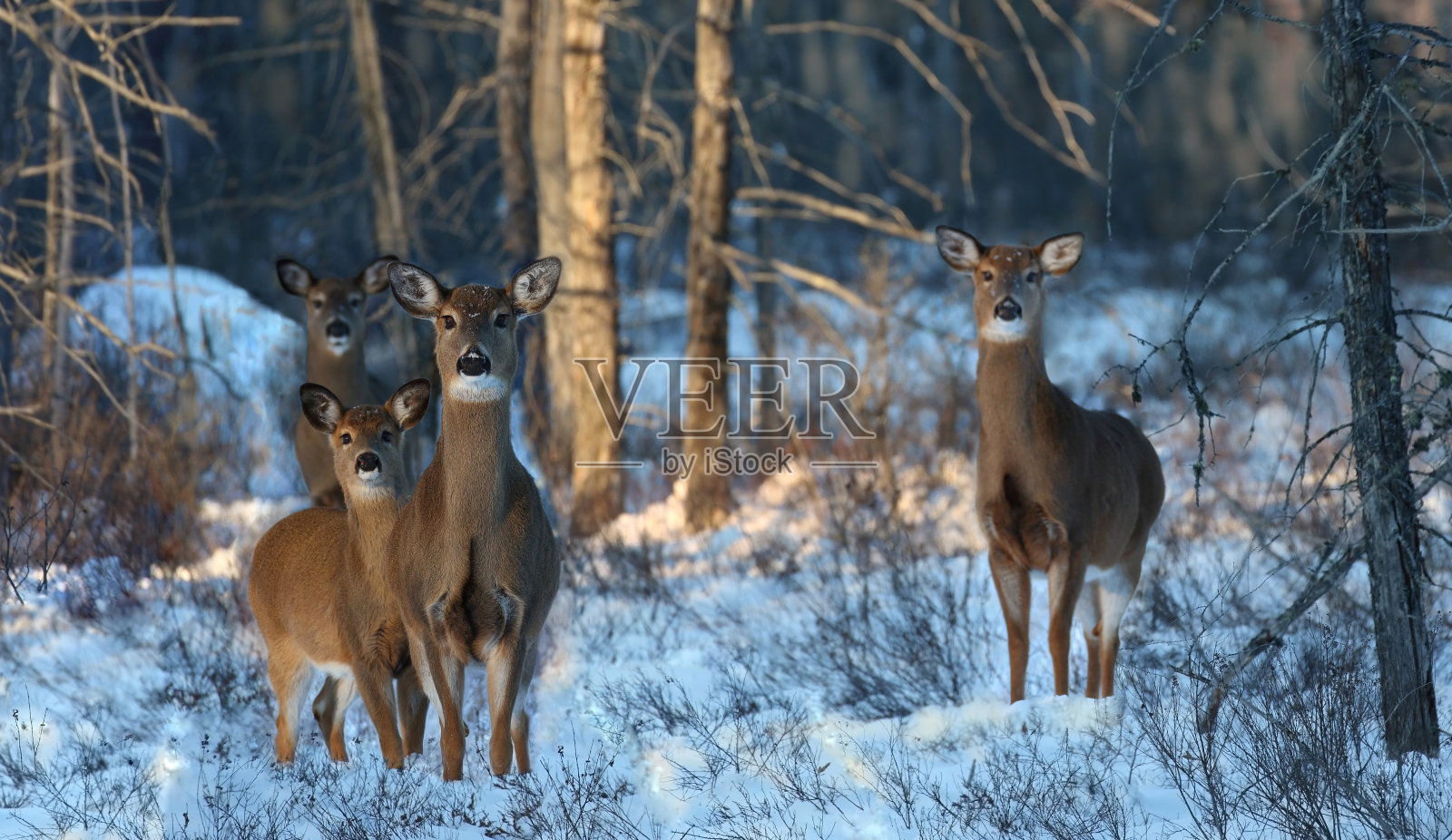 冬季鹿在大自然中活动照片摄影图片