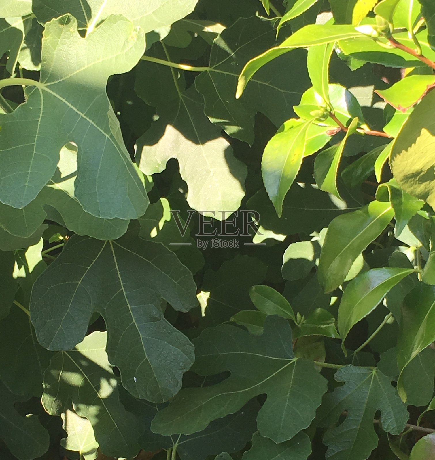 英国的厨房菜园照片摄影图片