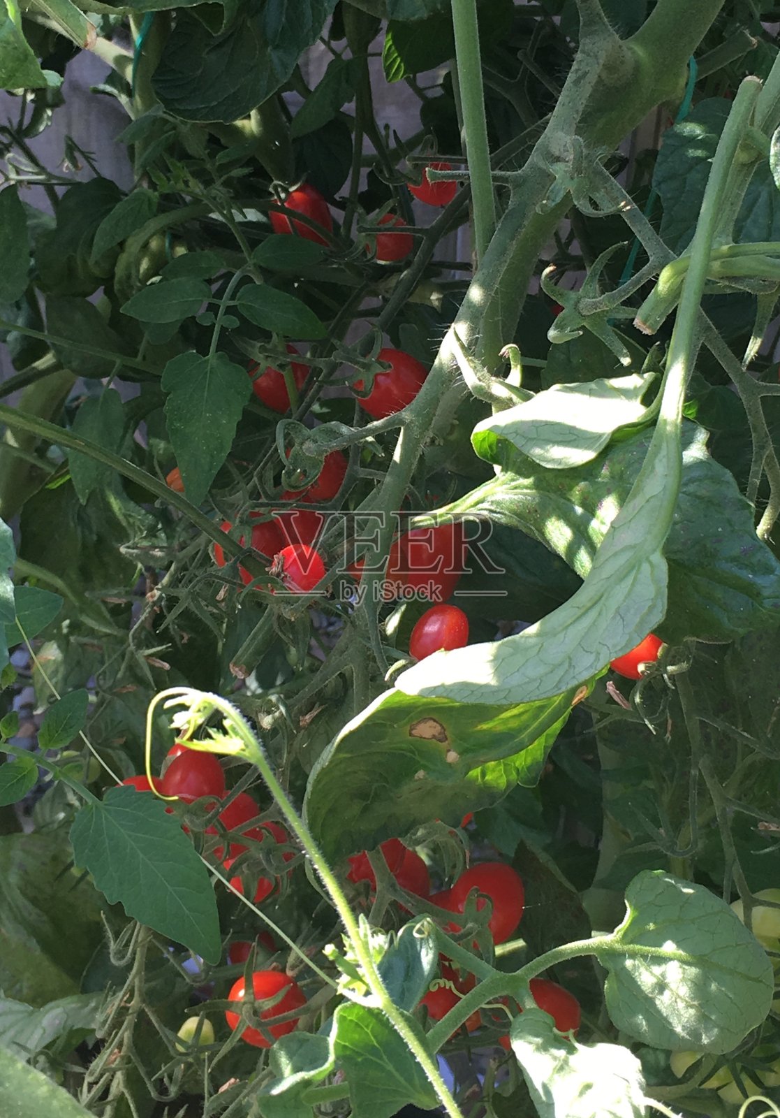 英国的厨房菜园照片摄影图片