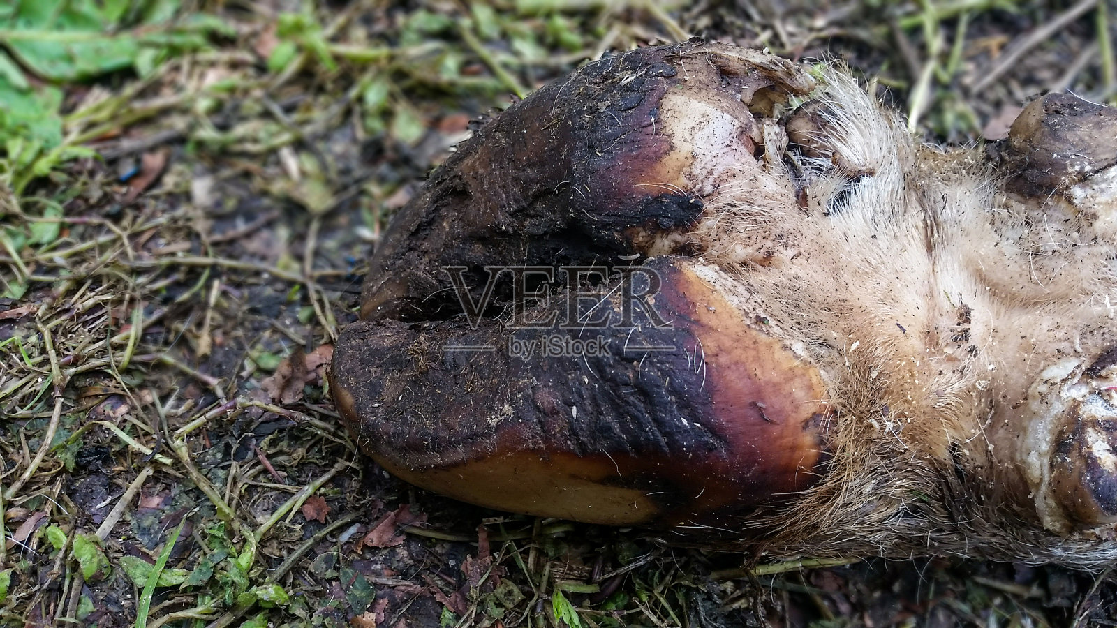 腐烂的死牛腿、蹄在地上照片摄影图片