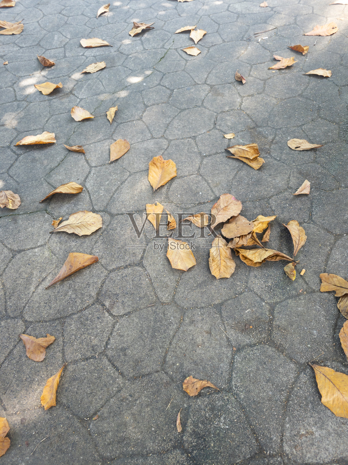 秋天地面上的叶子照片摄影图片