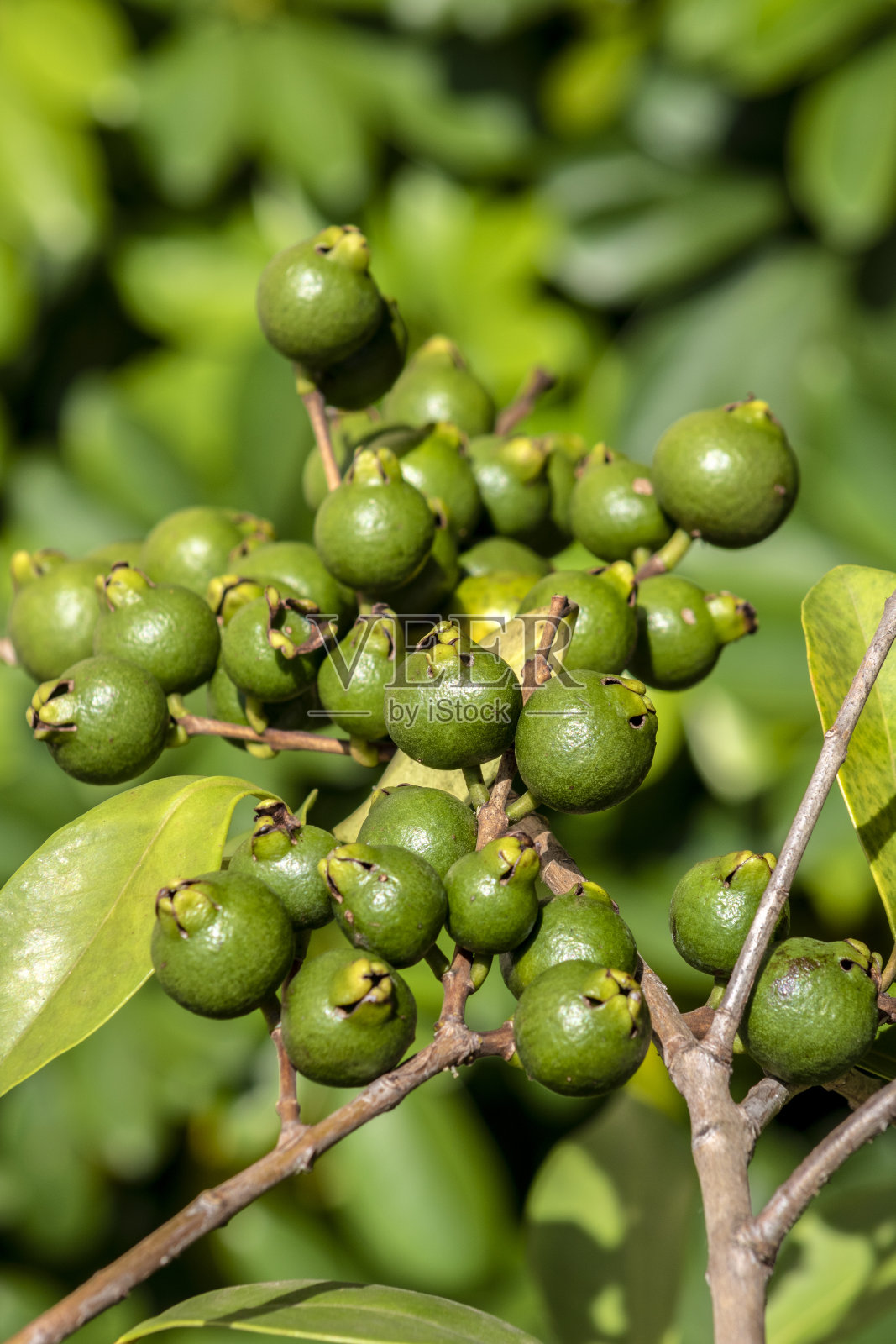 选用araçá或卡特利番石榴照片摄影图片
