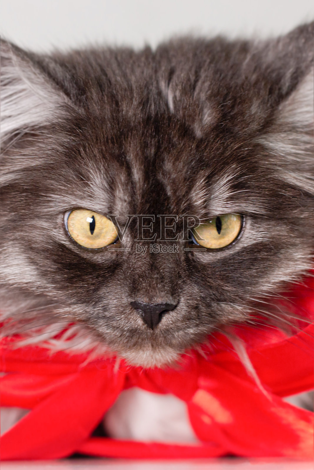 带着红色蝴蝶结毛茸茸的灰色纯种猫。宠物。特写镜头。动物主题照片摄影图片