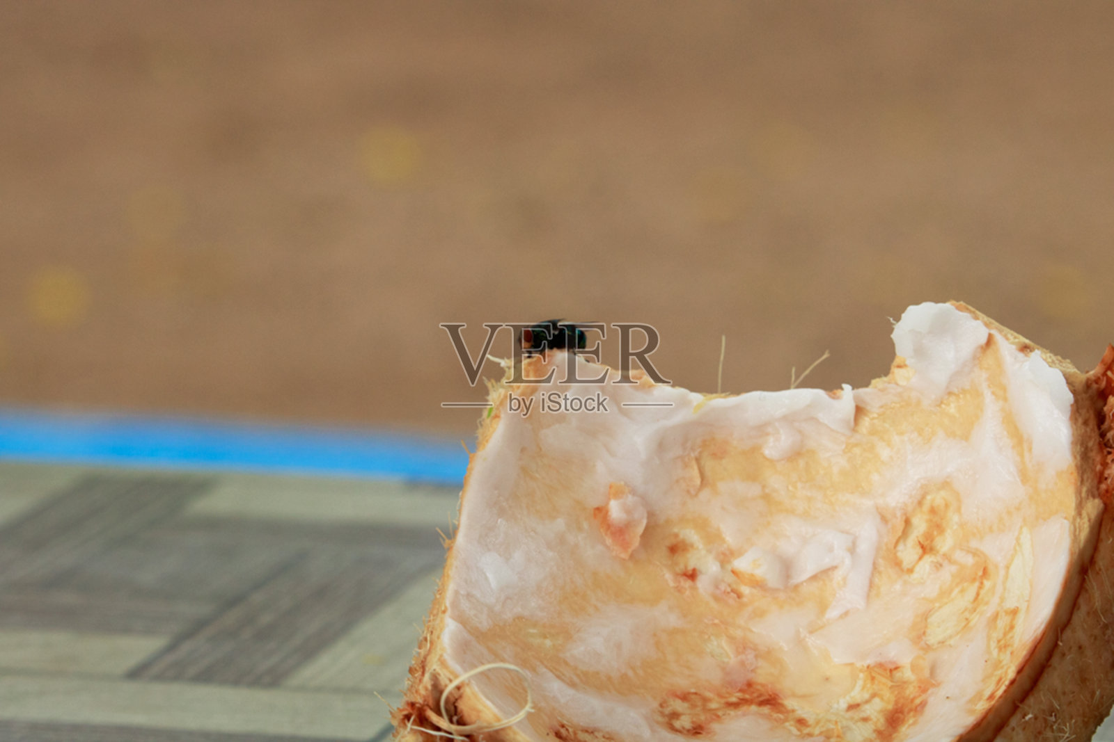 一张苍蝇的照片照片摄影图片