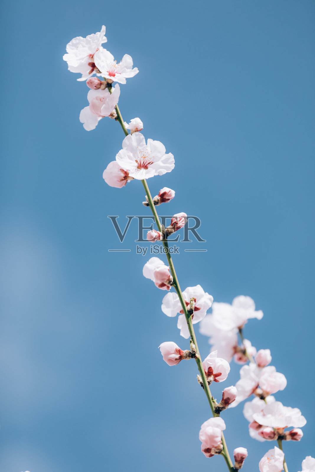 杏花。春天开白色和粉红色小花的杏树。照片摄影图片