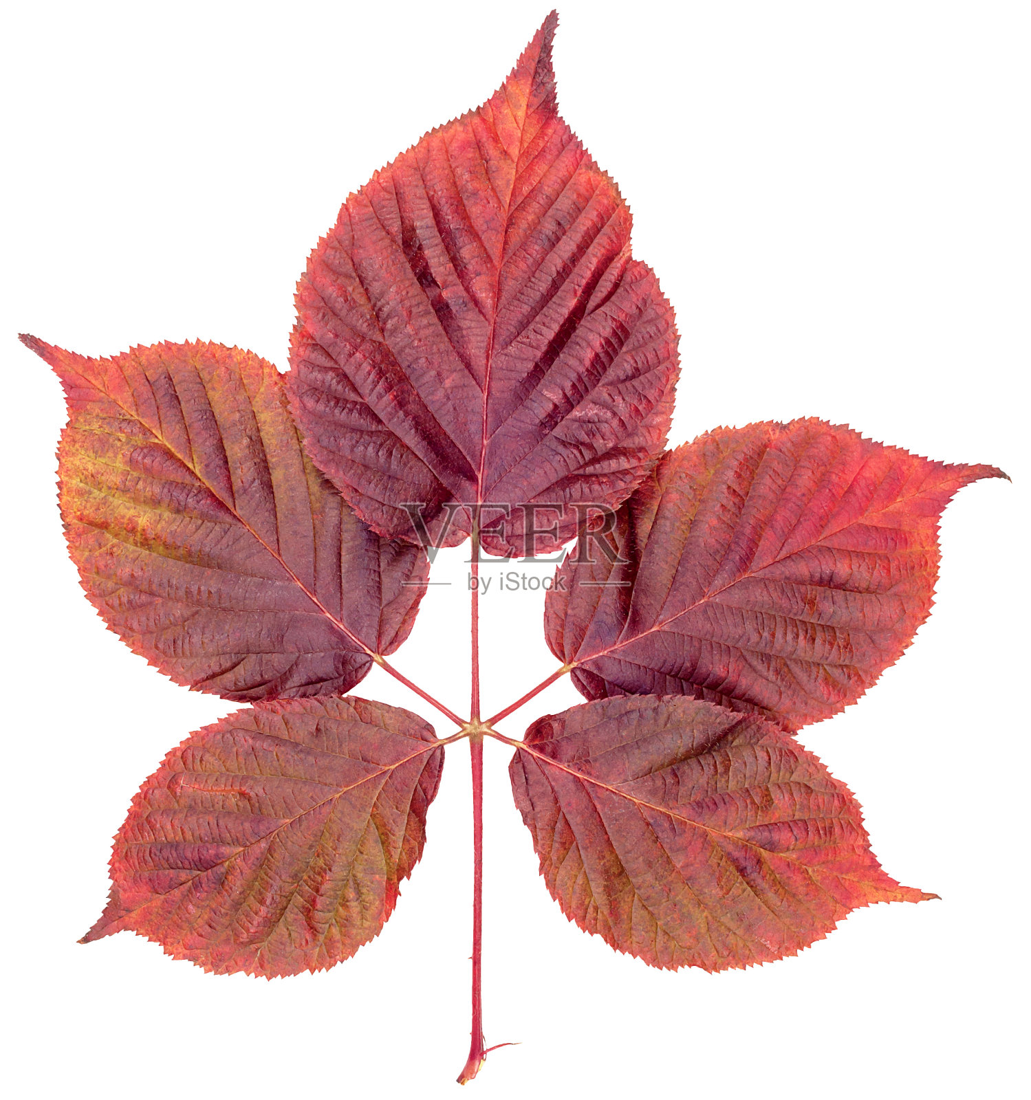 覆盆子单叶，紫色孤立照片摄影图片